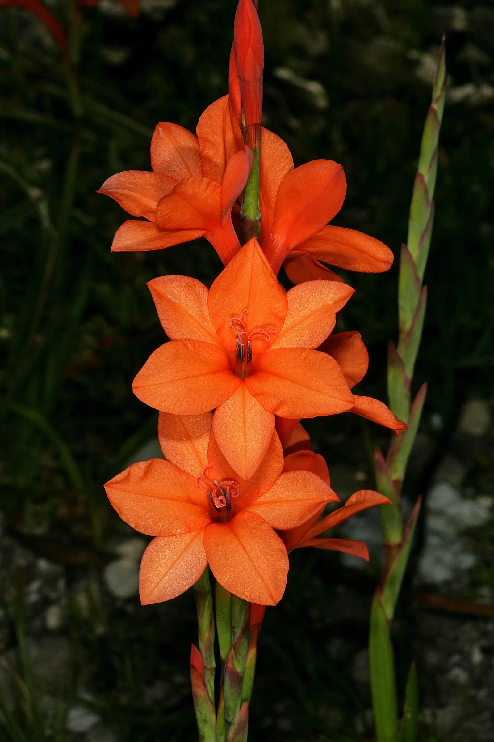 Orange Watsonia (Watsonia Strains Orange) — slender spires reaching up to 4 to 5 feet in height