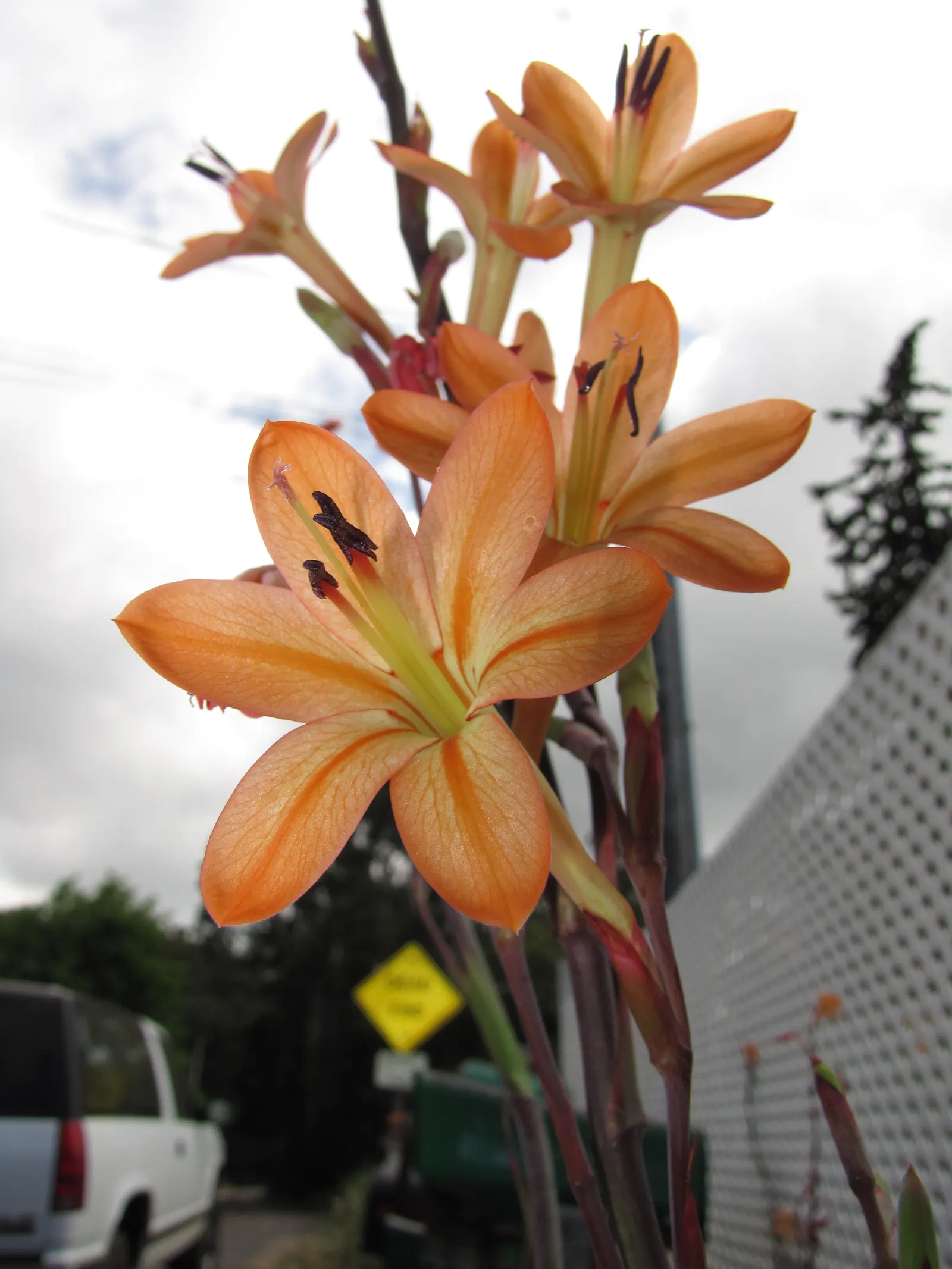 Orange Watsonia (Watsonia Strains Orange) — It prefers well-draining soil and can tolerate brief periods of drought once established