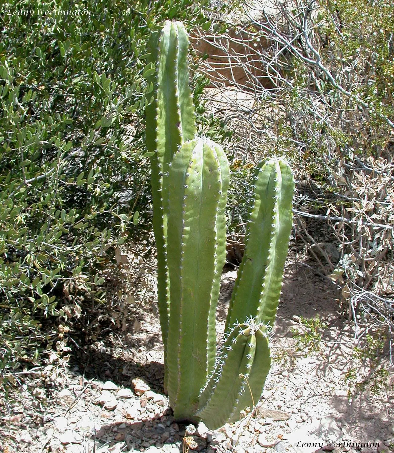 Senita Cactus (Pachycereus schottii monstrosa) — slow-growing cactus known for its irregular