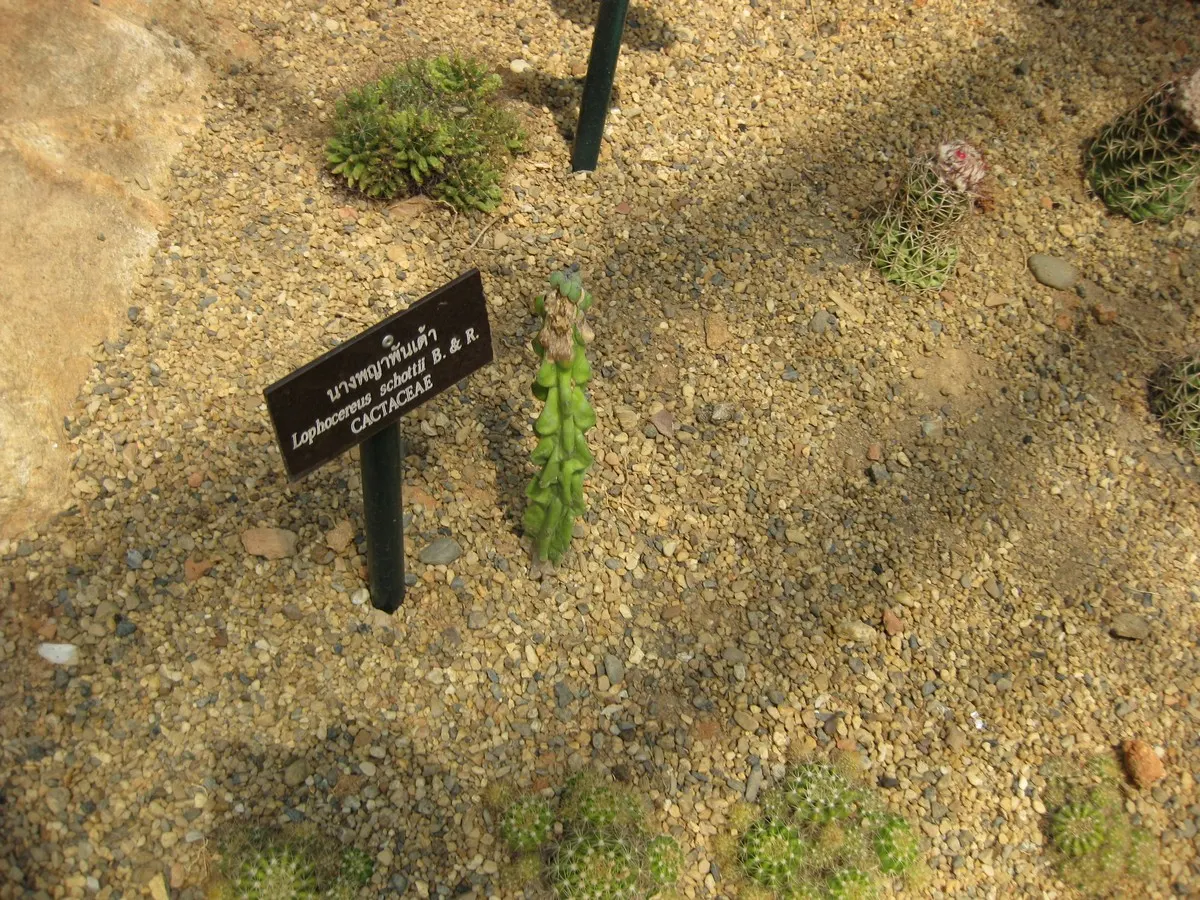 Senita Cactus (Pachycereus schottii monstrosa) — is a strikingly sculptural succulent that brings an element of the intriguing to any arid landscape design