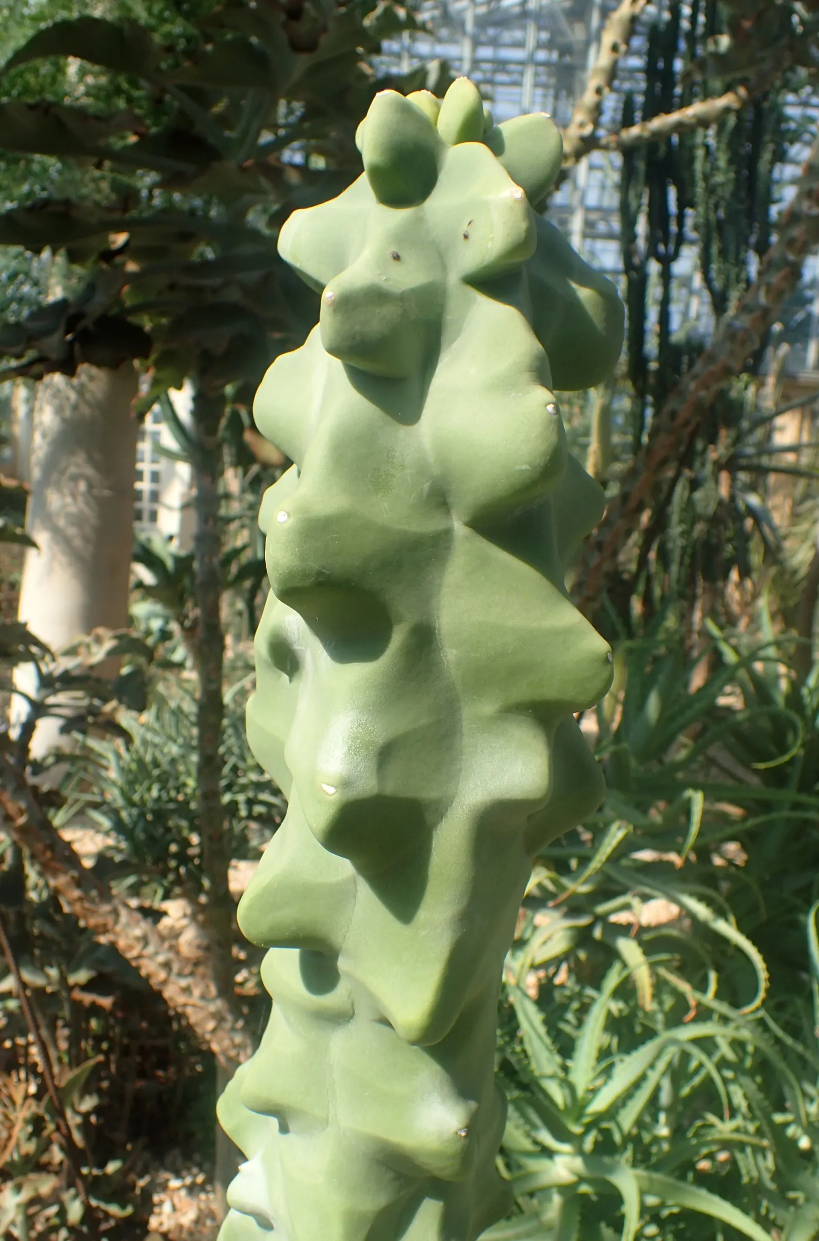 Senita Cactus (Pachycereus schottii monstrosa) — This striking succulent reaches 10-12 feet in height at maturity with a 4-6 feet spread