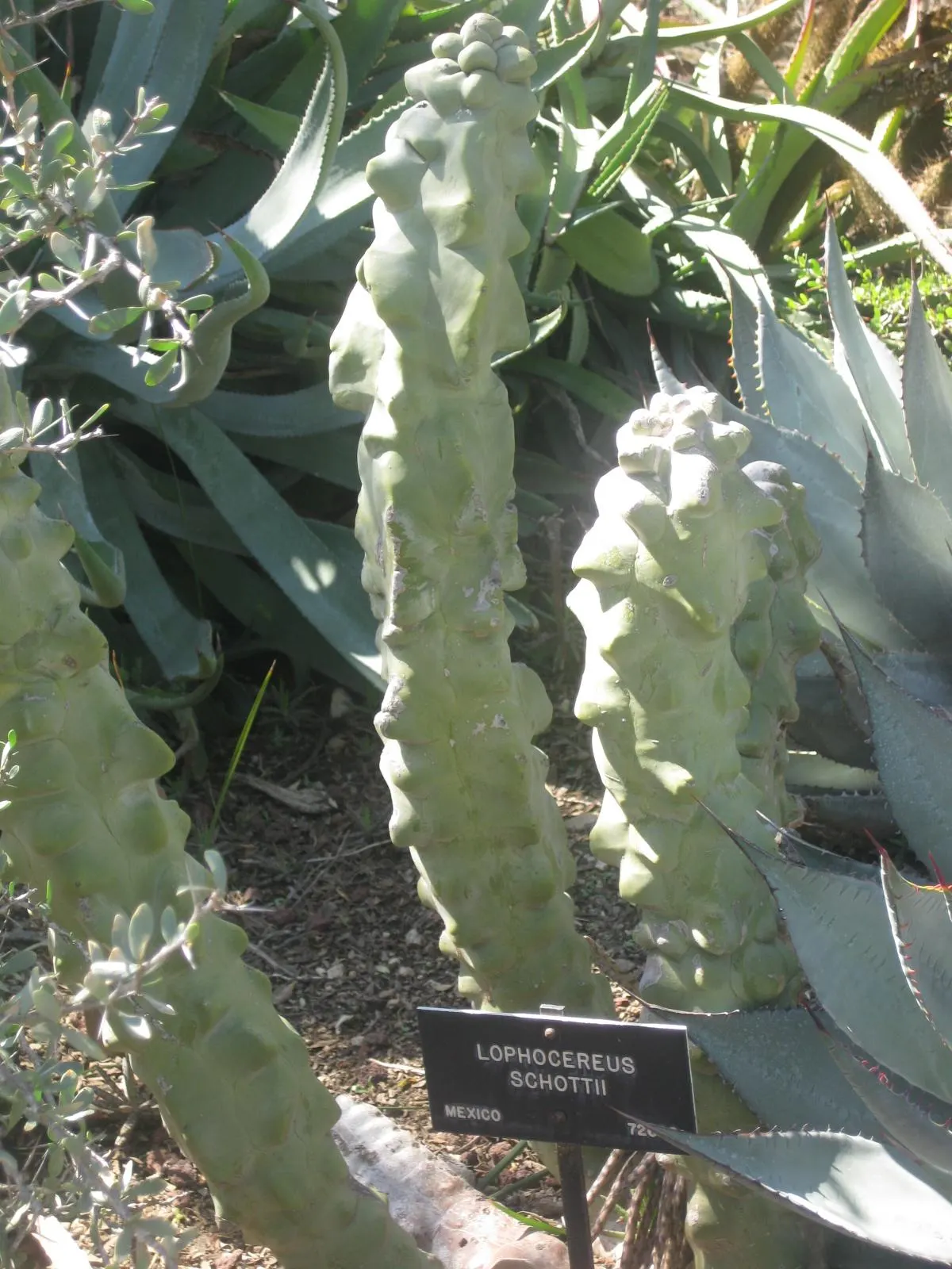 Senita Cactus (Pachycereus schottii monstrosa) — scientifically named Pachycereus schottii monstrosa