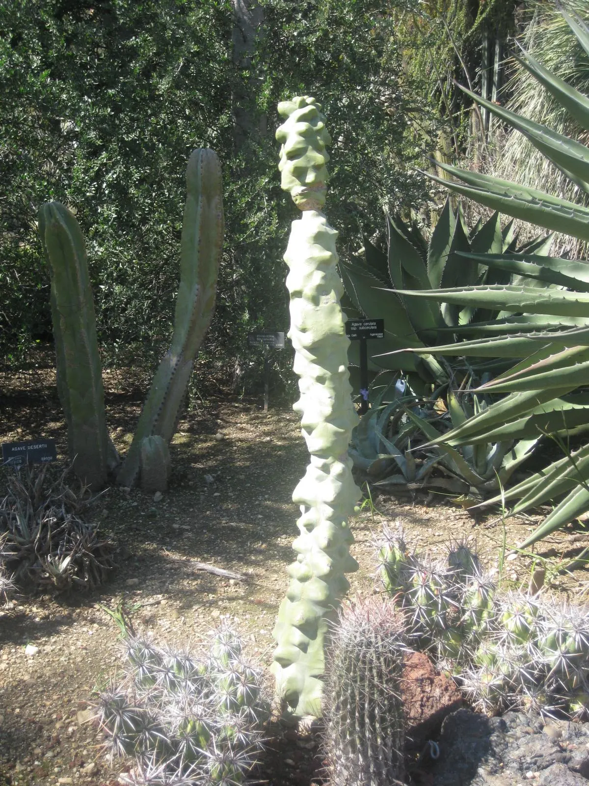 Senita Cactus (Pachycereus schottii monstrosa) — Perfect as a focal point in xeriscapes, it prefers full sun and well-draining soil