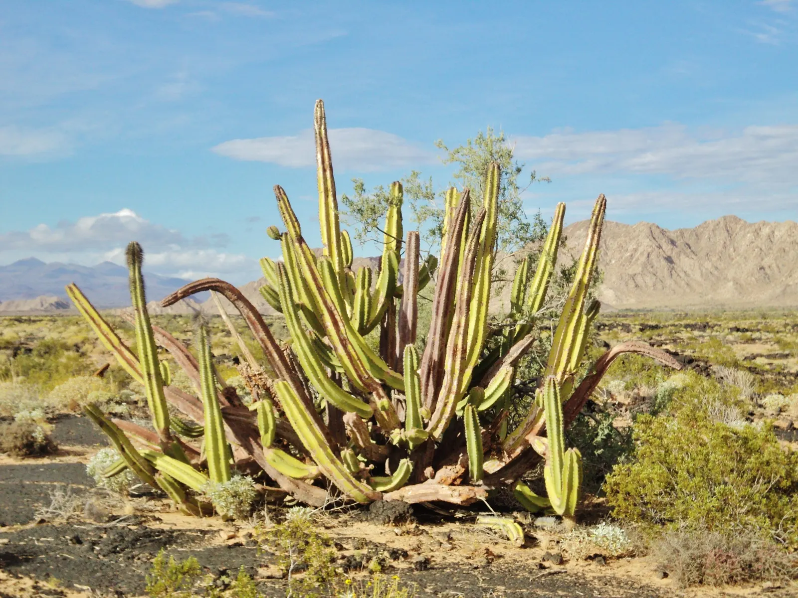 Senita Cactus (Pachycereus schottii monstrosa) — The Senita Cactus (Pachycereus schottii monstrosa) is a whimsical