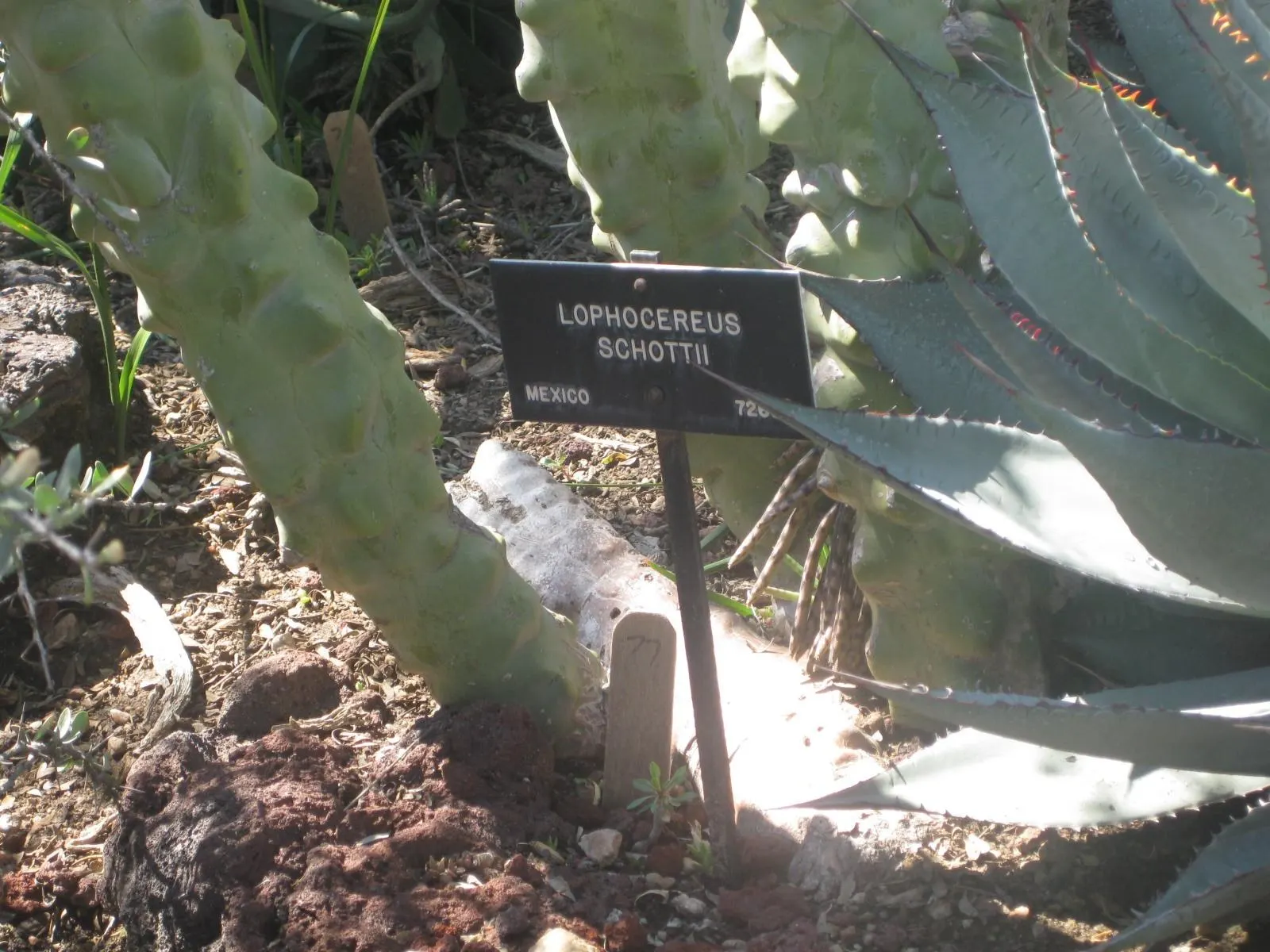 Senita Cactus (Pachycereus schottii monstrosa) — This plant is a variant of the standard Senita