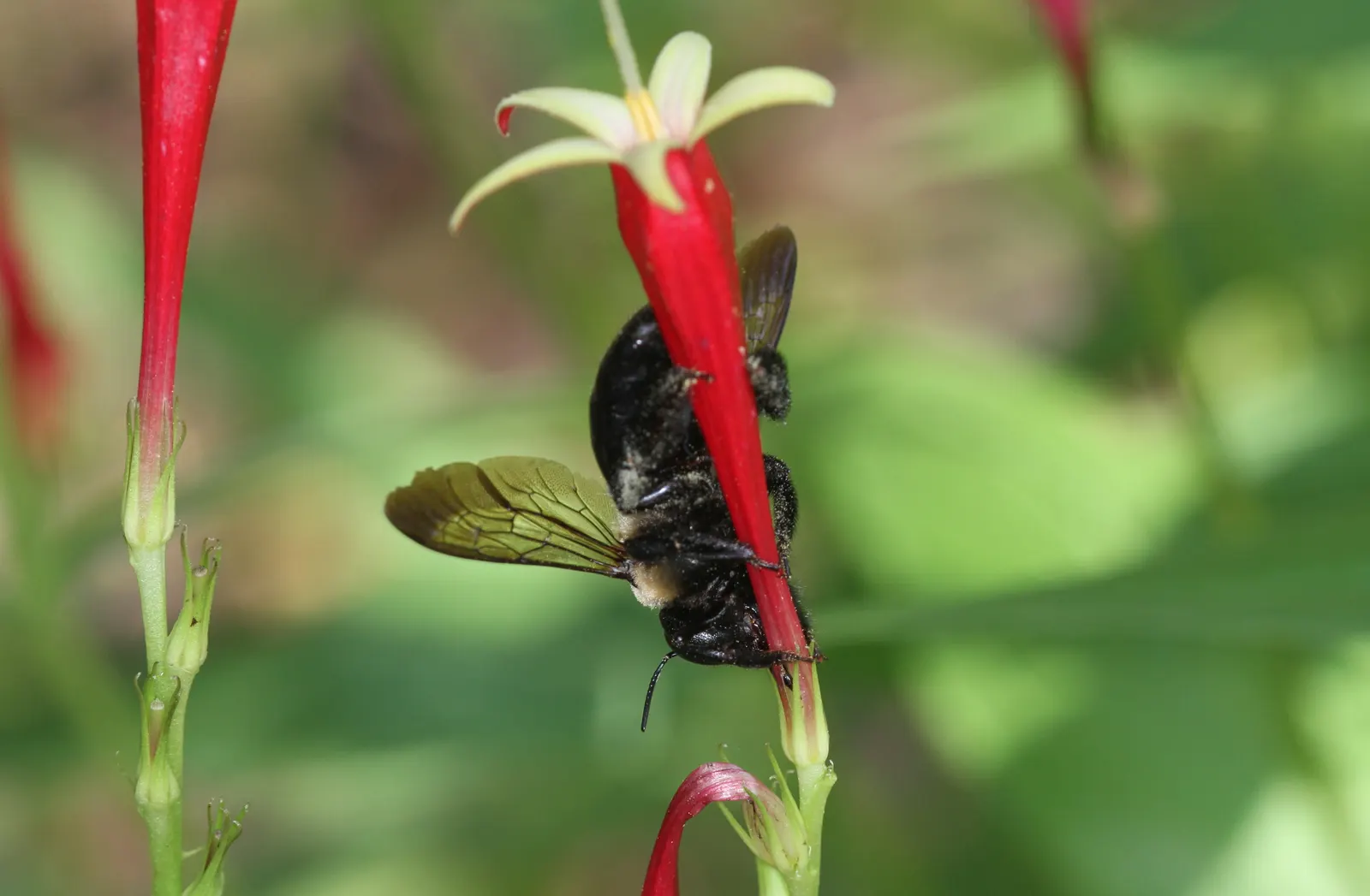 Indian Pinks (Spigelia Marilandica) — particularly prevalent in the southeastern United States
