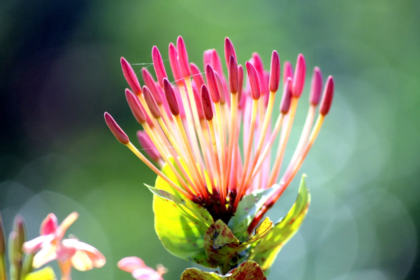 Indian Pinks (Spigelia Marilandica) — is well-suited for woodland gardens or partially shaded borders; it features brilliant red tubular flowers, image 59