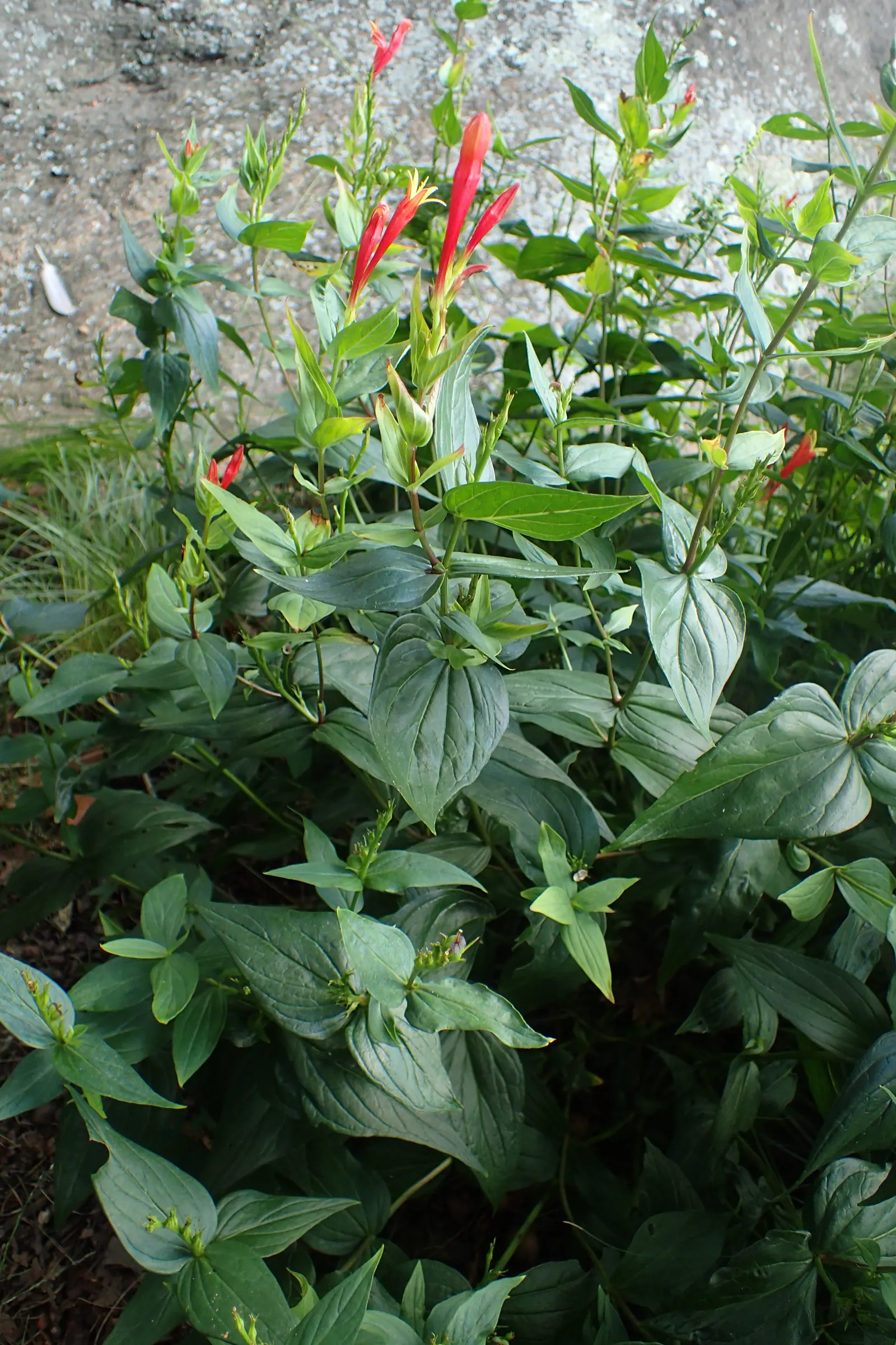 Indian Pinks (Spigelia Marilandica) — This North American native; allowing for incorporation into garden designs without the concern of, image 57