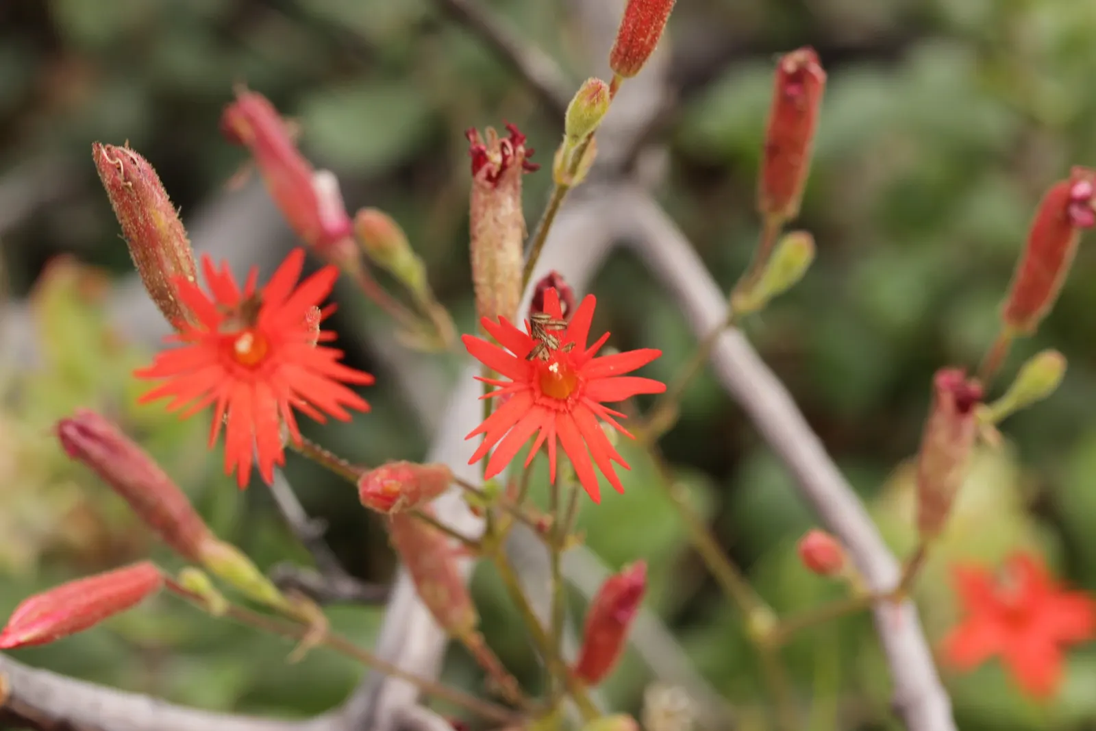 Indian Pinks (Spigelia Marilandica) — perennial for half or shade; indian Pink also resists deer, making it a helpful choice for areas prone to, image 72
