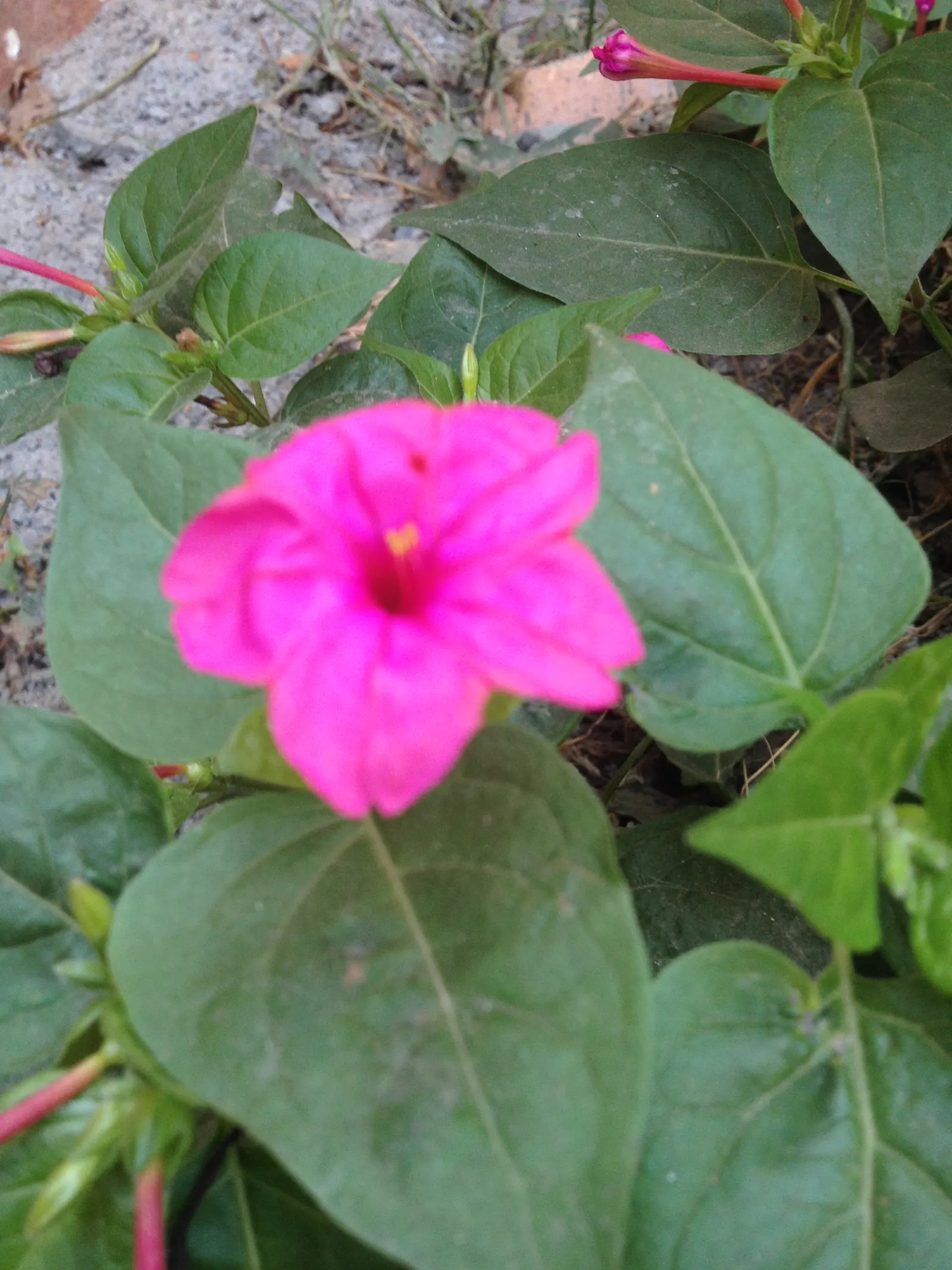 Indian Pinks (Spigelia Marilandica) — which add life and movement to any garden.<br><br>For optimal growth; it grows in USDA zones 5 to 9