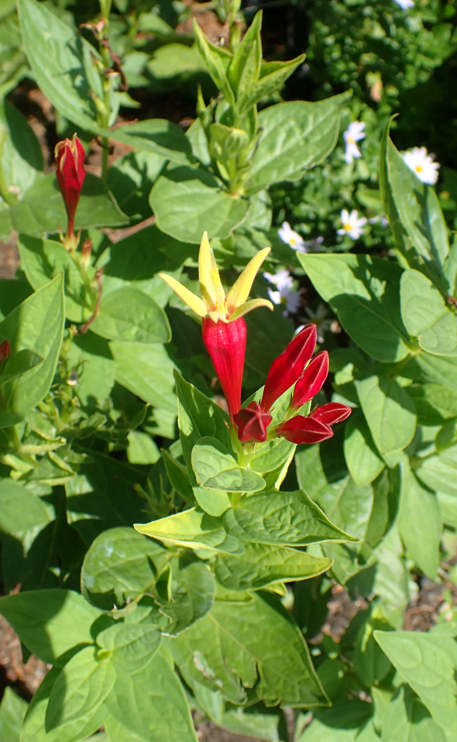Indian Pinks (Spigelia Marilandica) — scientifically named Spigelia marilandica; red flowers in the garden, image 55