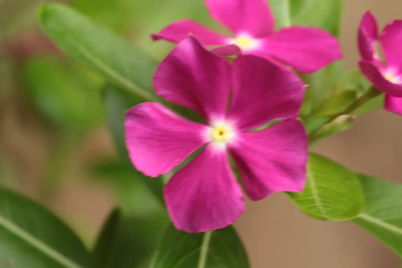 Indian Pinks (Spigelia Marilandica) — red flowers in the garden