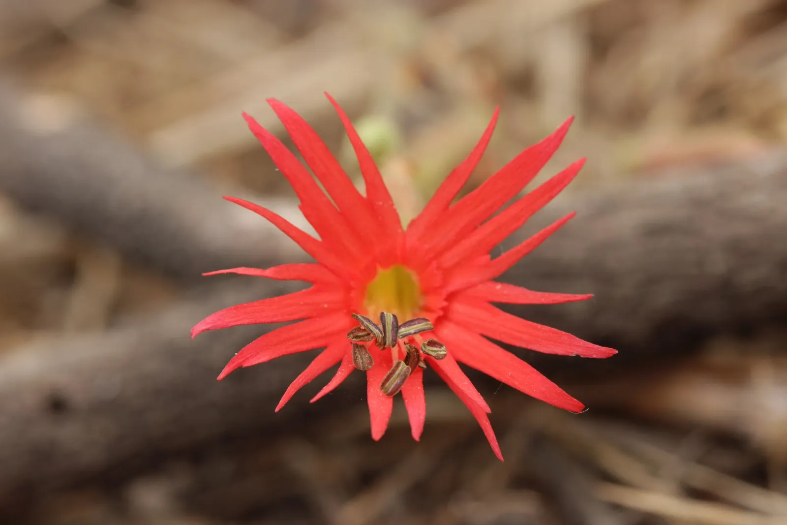 Indian Pinks (Spigelia Marilandica) — Spigelia marilandica requires well-drained soil; it is generally free of major pests and diseases, enhancing, image 65