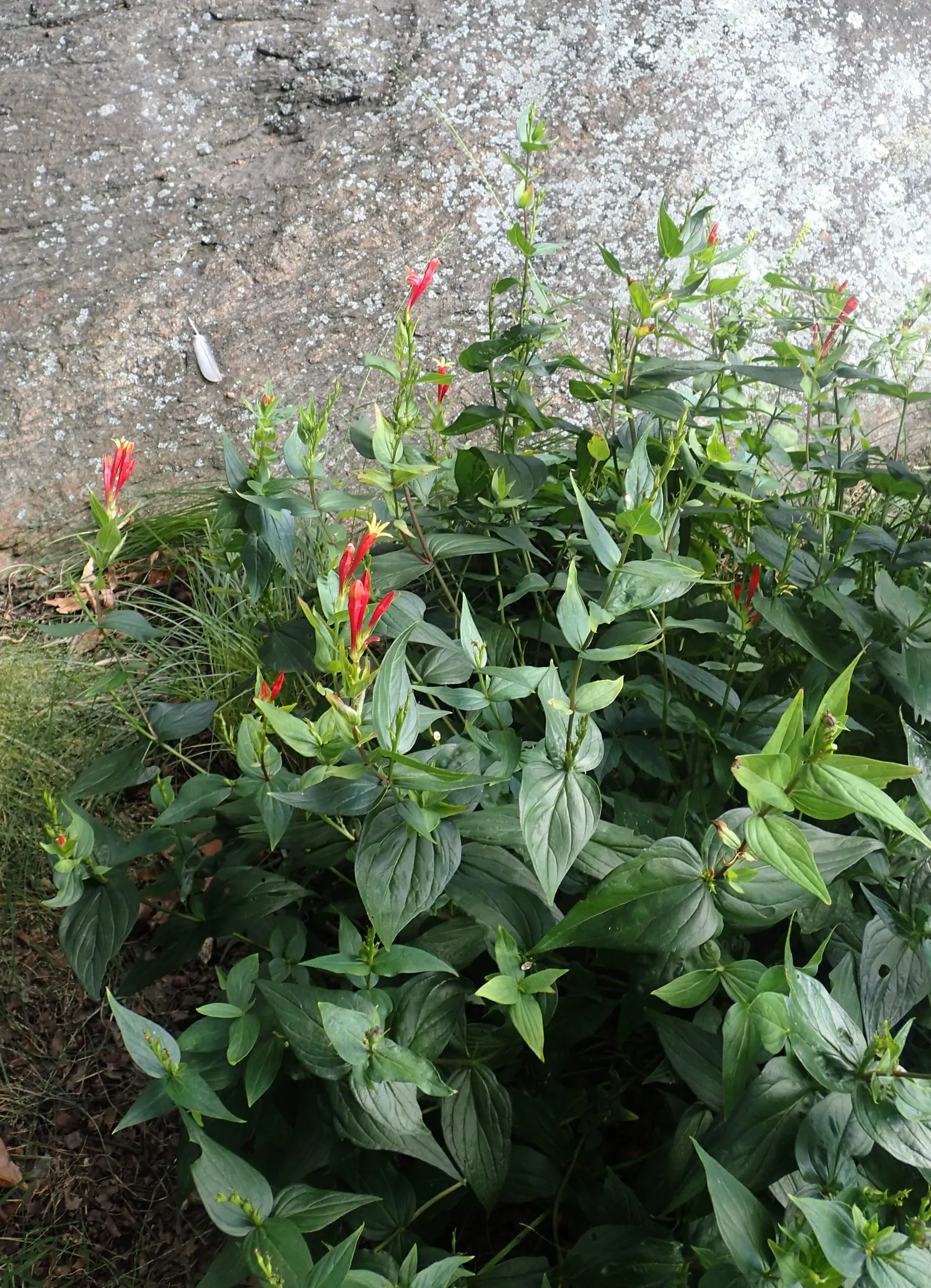 Indian Pinks (Spigelia Marilandica) — Spigelia marilandica, commonly known as Indian Pink, is a vibrant perennial native to the southeastern U.S, image 73