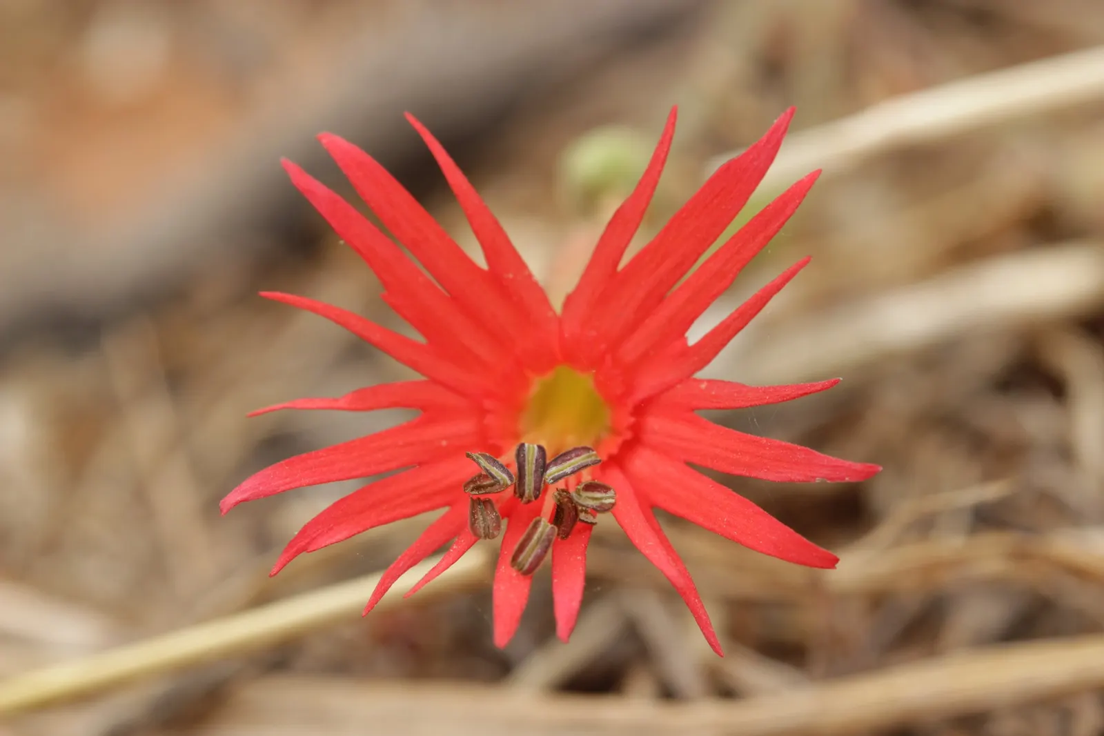 Indian Pinks (Spigelia Marilandica) — Indian Pink also resists deer, making it a helpful choice for areas prone to wildlife browsing; perennial for half or