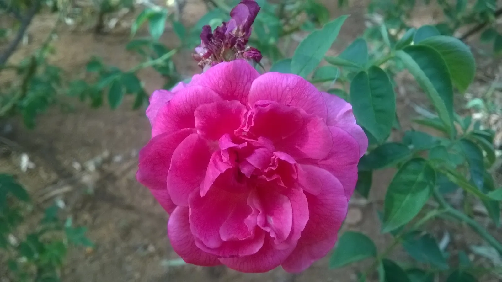 Indian Pinks (Spigelia Marilandica) — It is generally free of major pests and diseases, enhancing its appeal for low-maintenance landscapes; spigelia