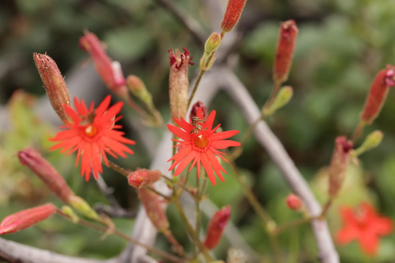 Indian Pinks (Spigelia Marilandica) — Spigelia marilandica, commonly known as Indian Pink, is a vibrant perennial native to the southeastern U.S