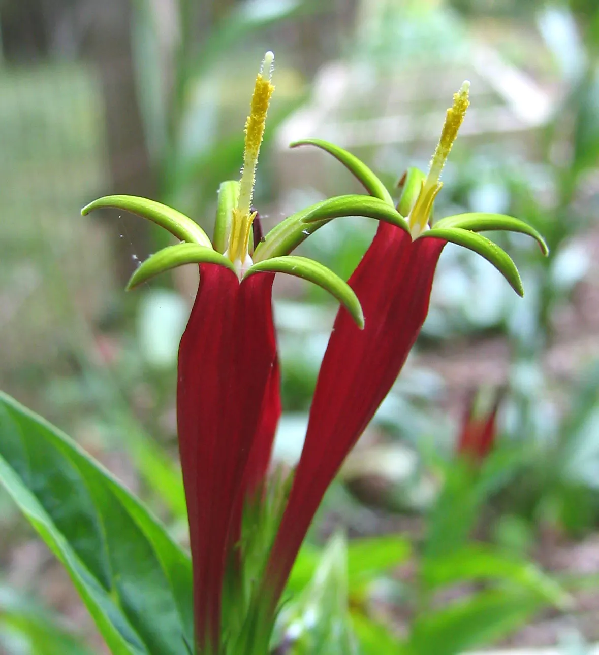 Indian Pinks (Spigelia Marilandica) — this shade-loving plant prefers moist
