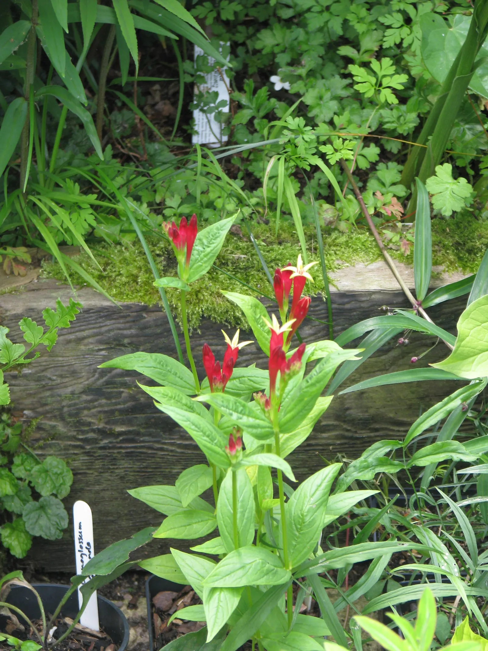 Indian Pinks (Spigelia Marilandica) — It features brilliant red tubular flowers with yellow throats, blooming in early summer; is well-suited for, image 50
