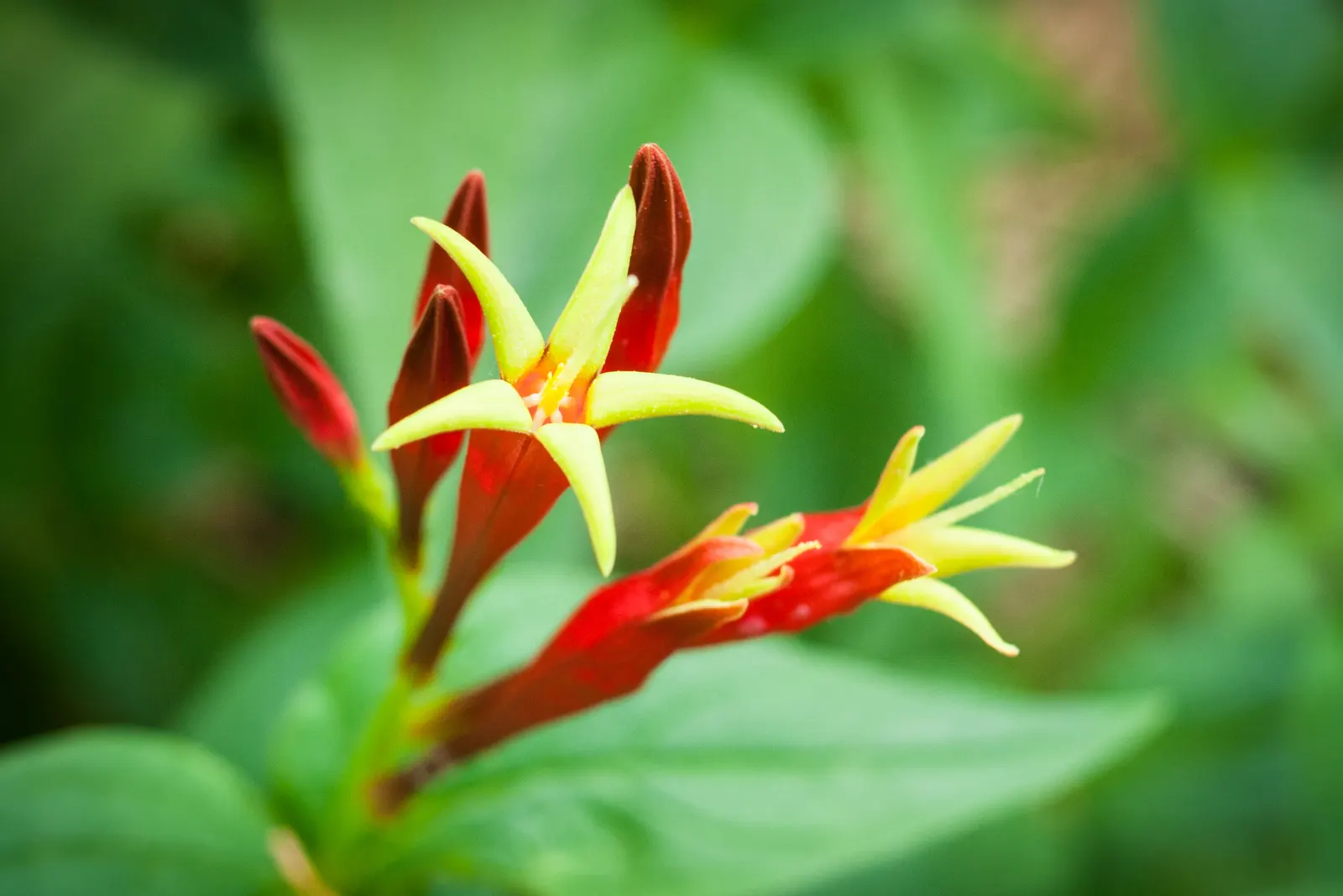 Indian Pinks (Spigelia Marilandica) — It features brilliant red tubular flowers with yellow throats, blooming in early summer