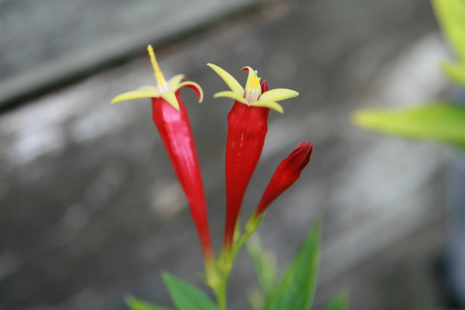 Indian Pinks (Spigelia Marilandica) — herbaceous perennial valued for its striking display of tubular flowers; well-drained soil and can be planted in USDA