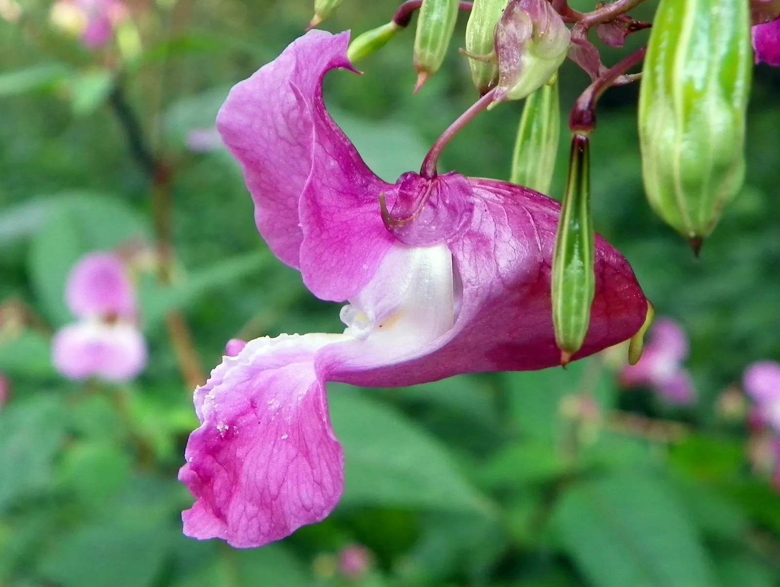 Indian Pinks (Spigelia Marilandica) — It grows in USDA zones 5 to 9; which add life and movement to any garden.<br><br>For optimal growth