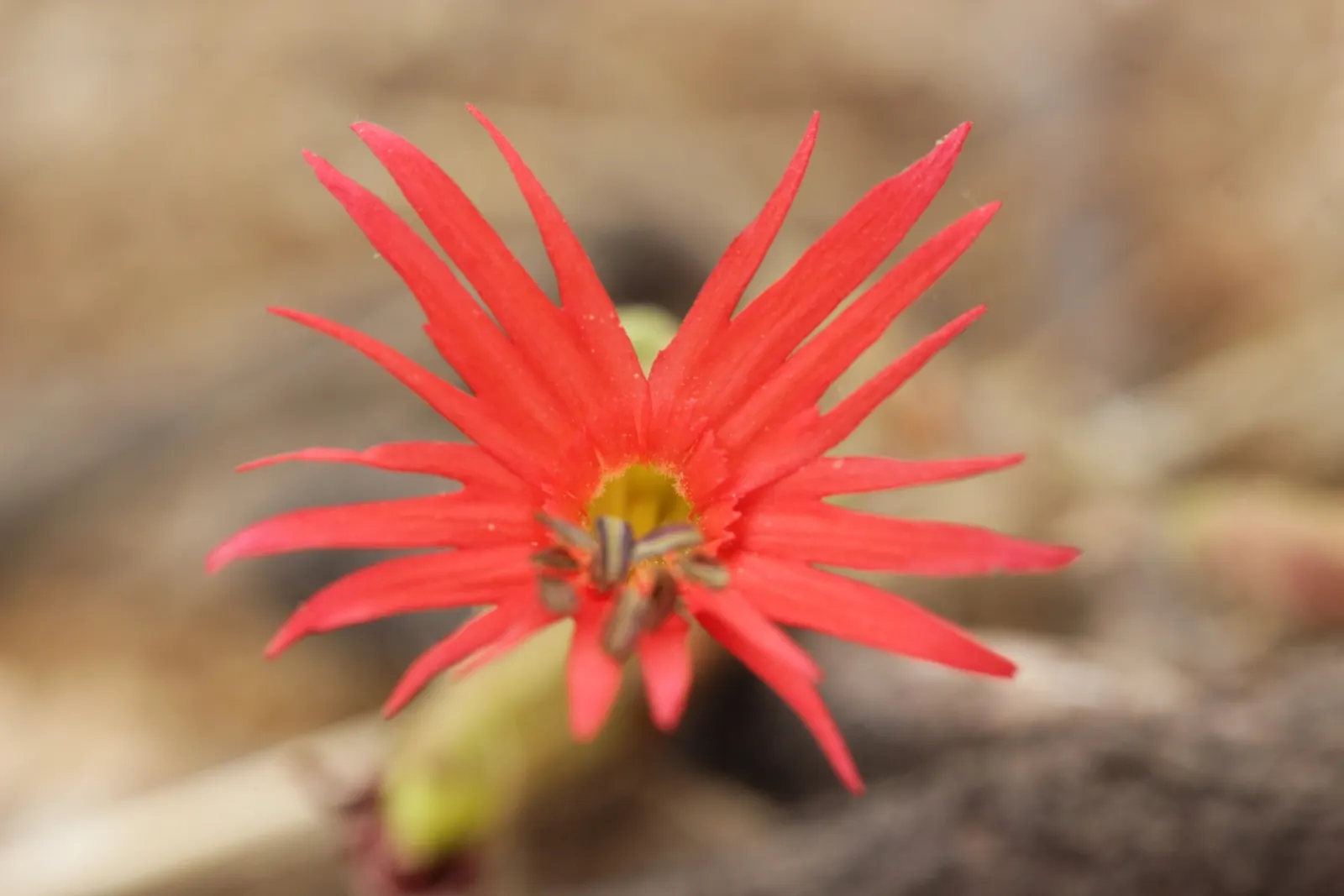 Indian Pinks (Spigelia Marilandica) — allowing for incorporation into garden designs without the concern of overwhelming space