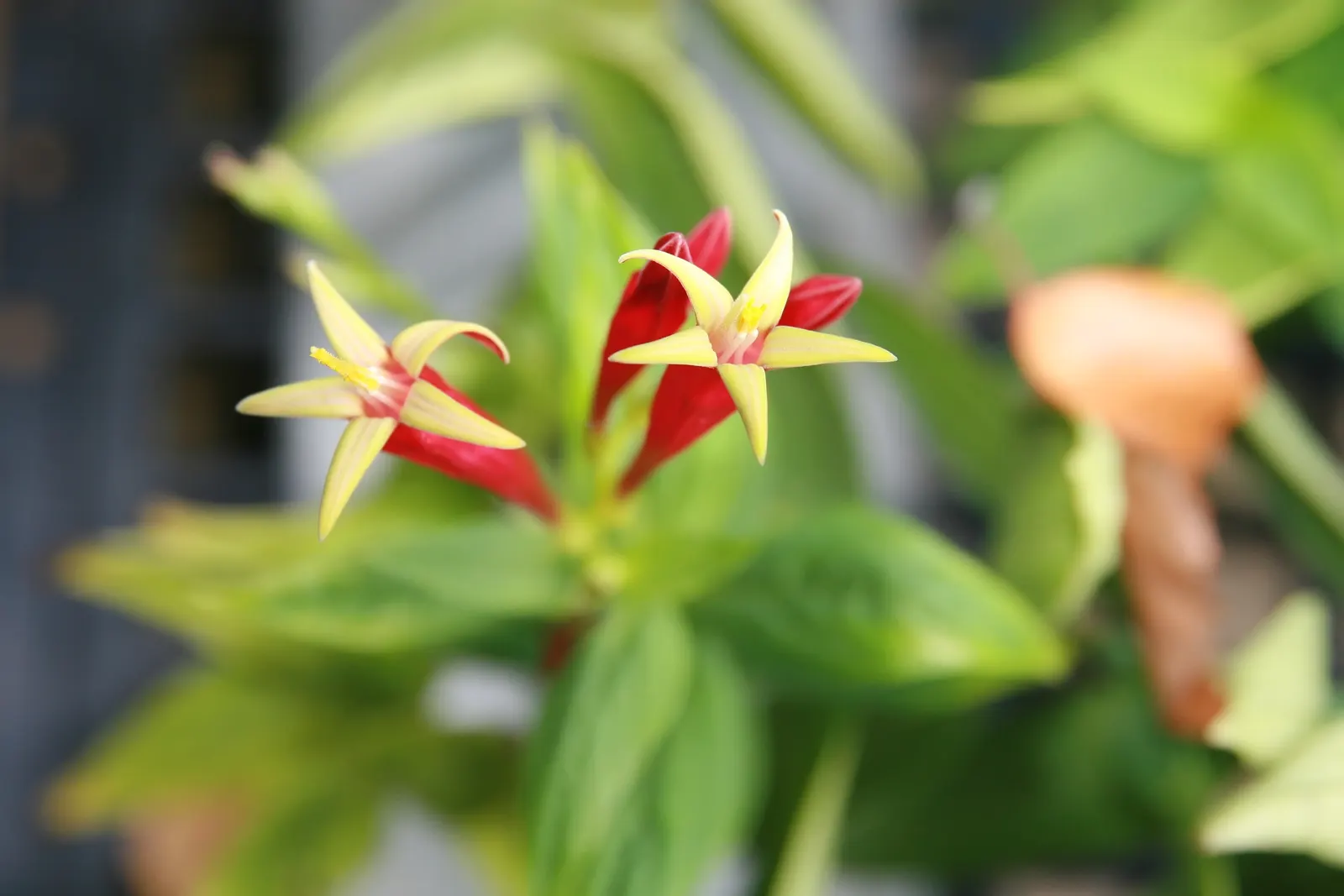 Indian Pinks (Spigelia Marilandica) — this shade-loving plant prefers moist; spigelia marilandica, commonly known as Indian Pink, is a vibrant perennial native