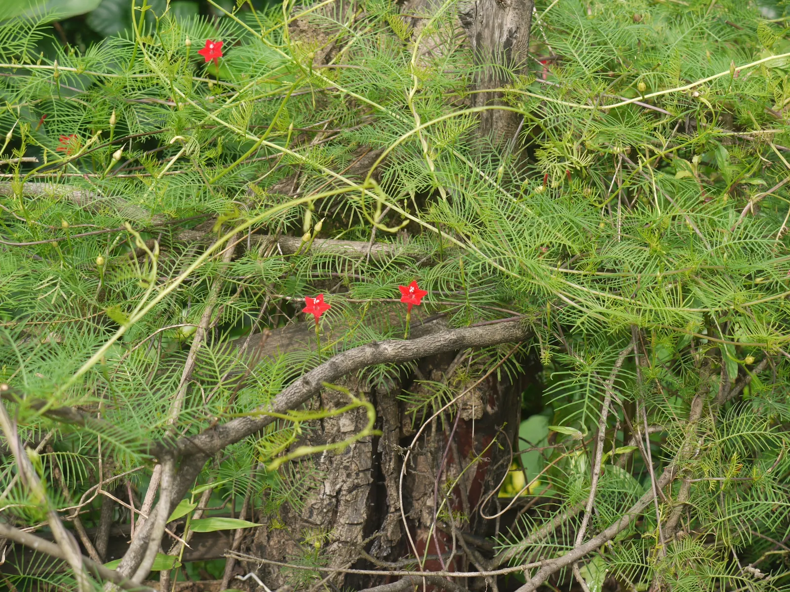 Indian Pinks (Spigelia Marilandica) — and can tolerate full sun to partial shade; reaching 1 to 2 feet in height