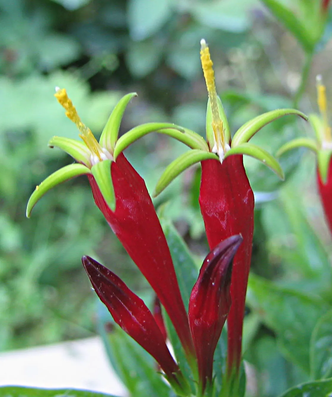 Indian Pinks (Spigelia Marilandica) — yellow-flared opening which bloom in late spring to early summer