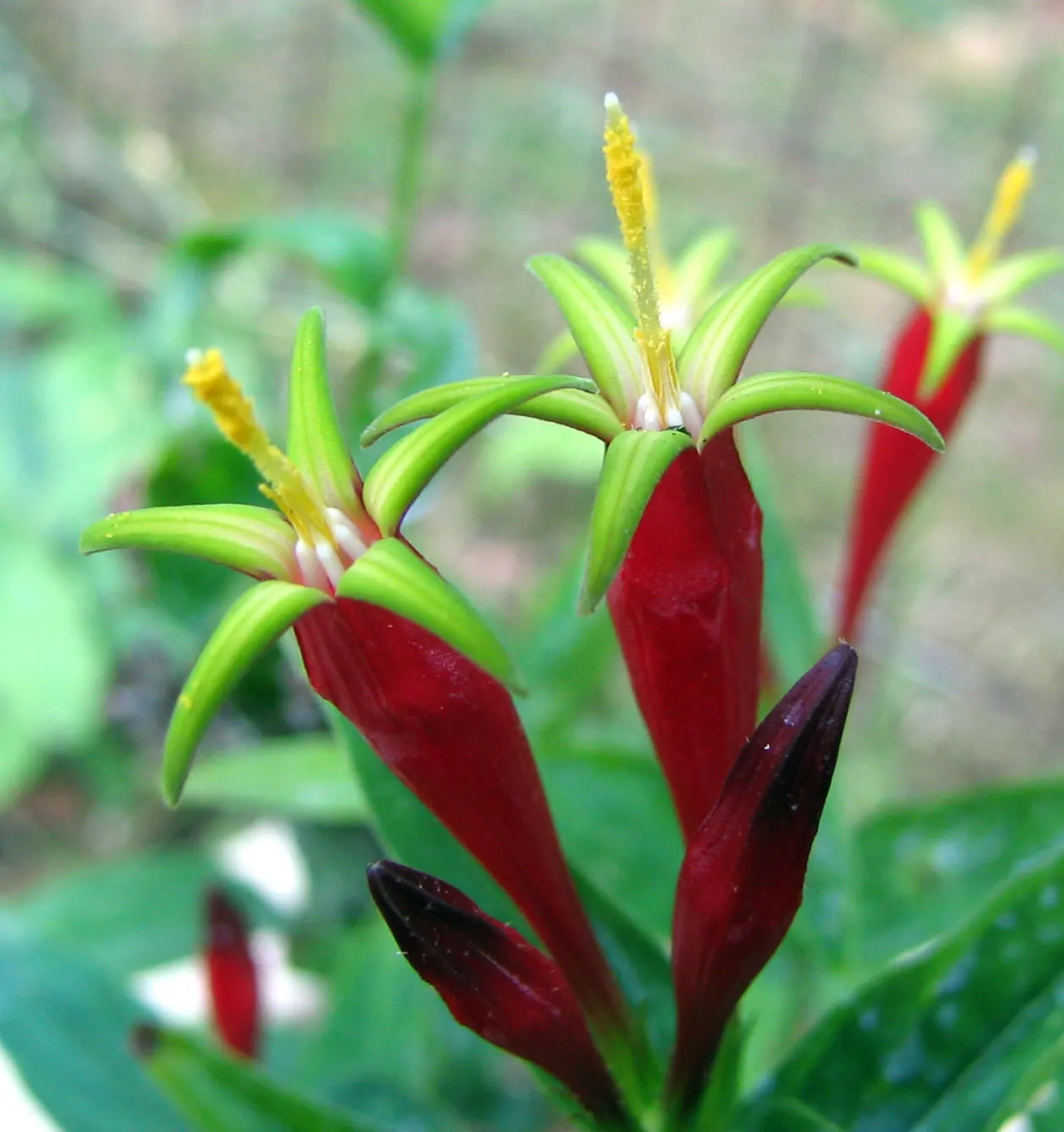 Indian Pinks (Spigelia Marilandica) — It is generally free of major pests and diseases, enhancing its appeal for low-maintenance landscapes