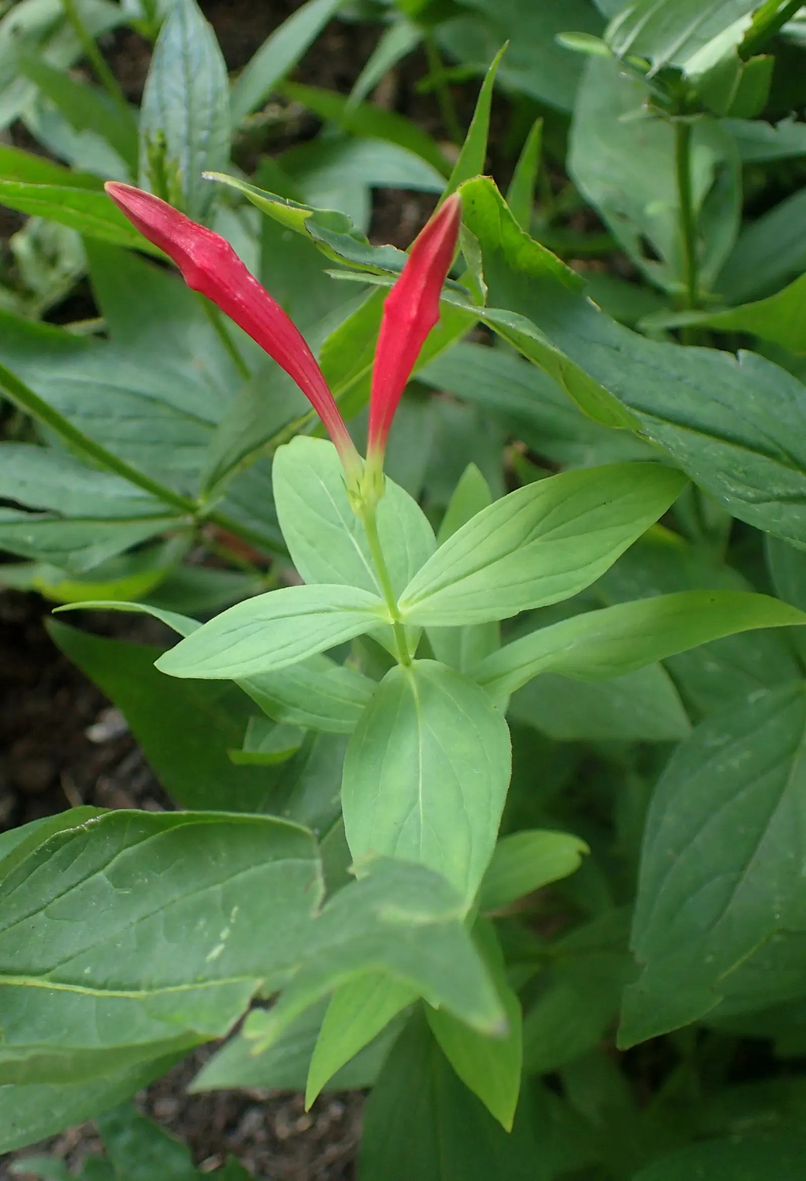Indian Pinks (Spigelia Marilandica) — though it flourishes in dappled sunlight; particularly prevalent in the southeastern United States, image 67