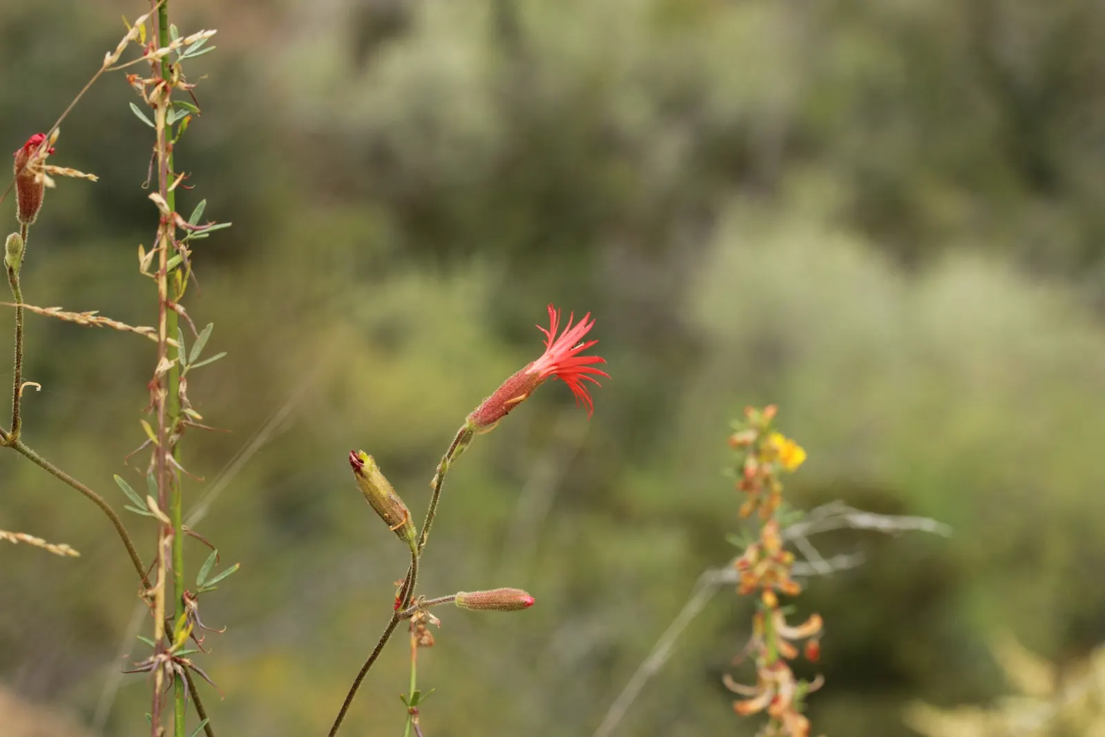 Indian Pinks (Spigelia Marilandica) — Spigelia marilandica requires well-drained soil