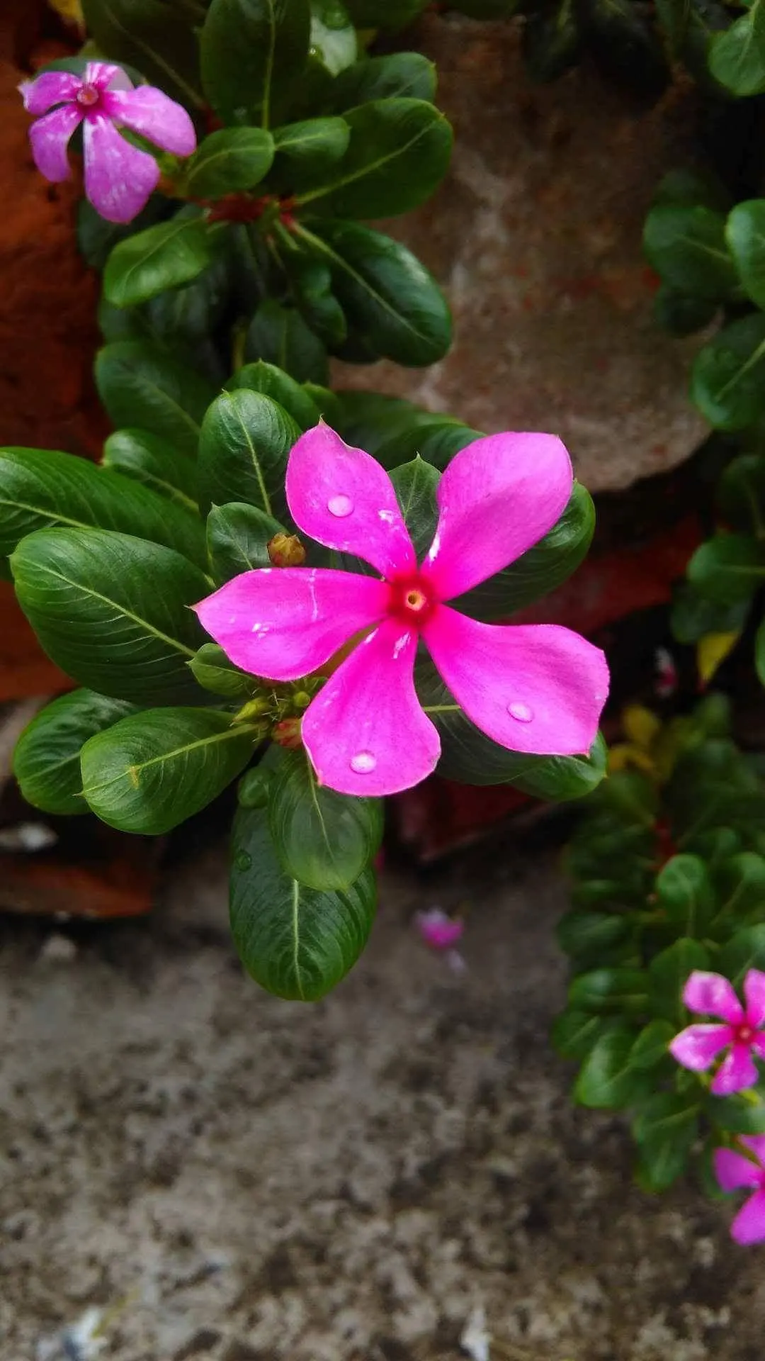 Indian Pinks (Spigelia Marilandica) — red flowers in the garden; scientifically named Spigelia marilandica, image 70