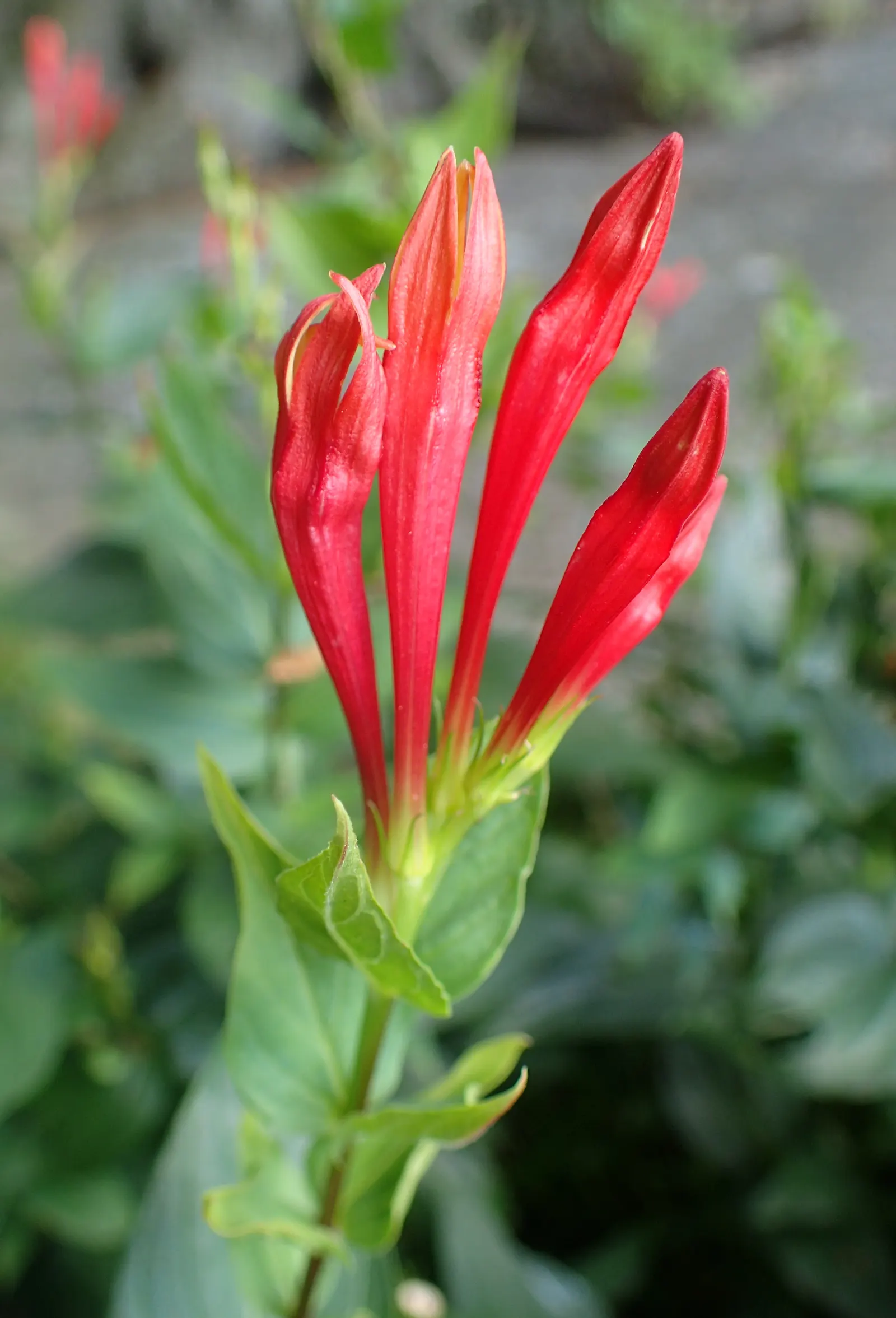 Indian Pinks (Spigelia Marilandica) — red flowers in the garden; scientifically named Spigelia marilandica