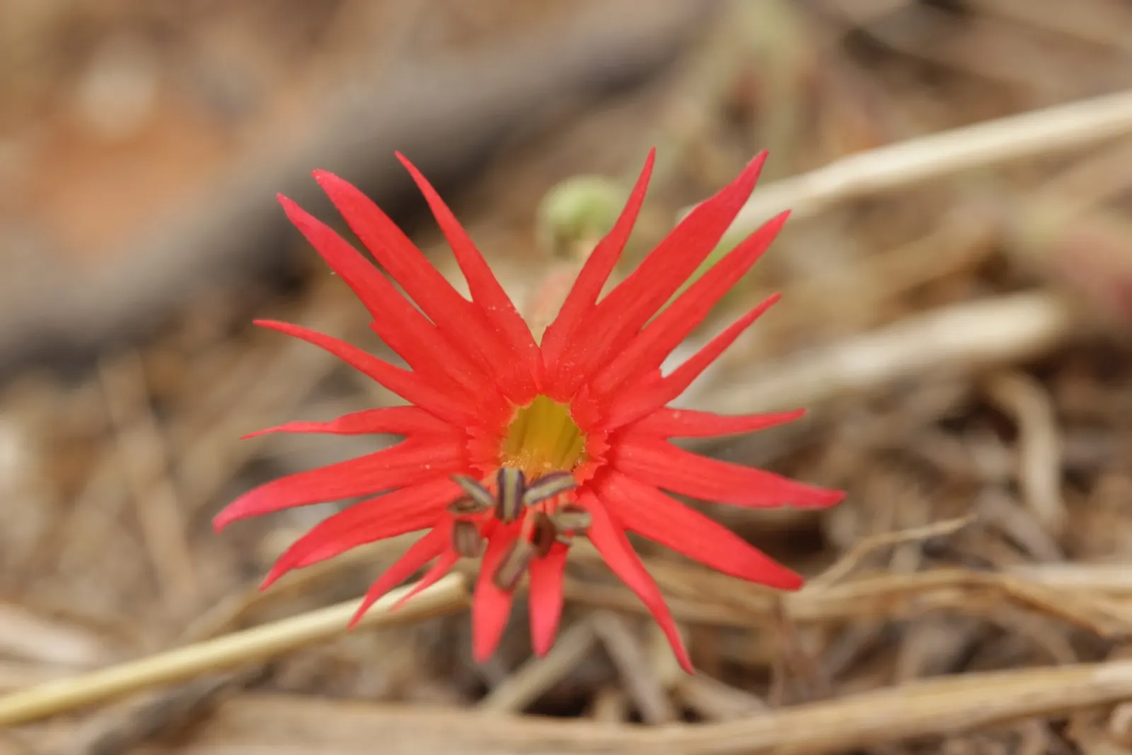 Indian Pinks (Spigelia Marilandica) — scientifically named Spigelia marilandica