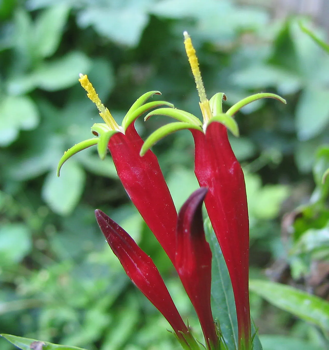 Indian Pinks (Spigelia Marilandica) — and can tolerate full sun to partial shade