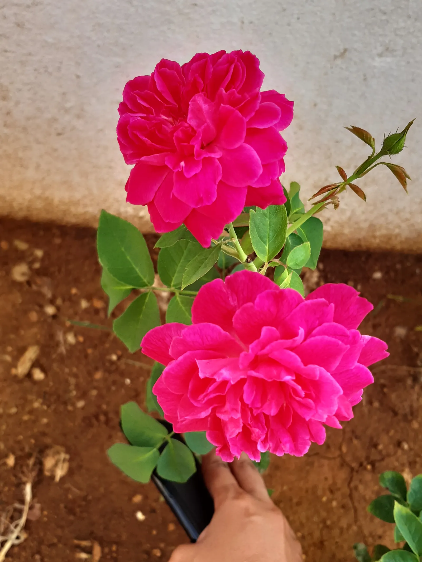 Indian Pinks (Spigelia Marilandica) — herbaceous perennial valued for its striking display of tubular flowers