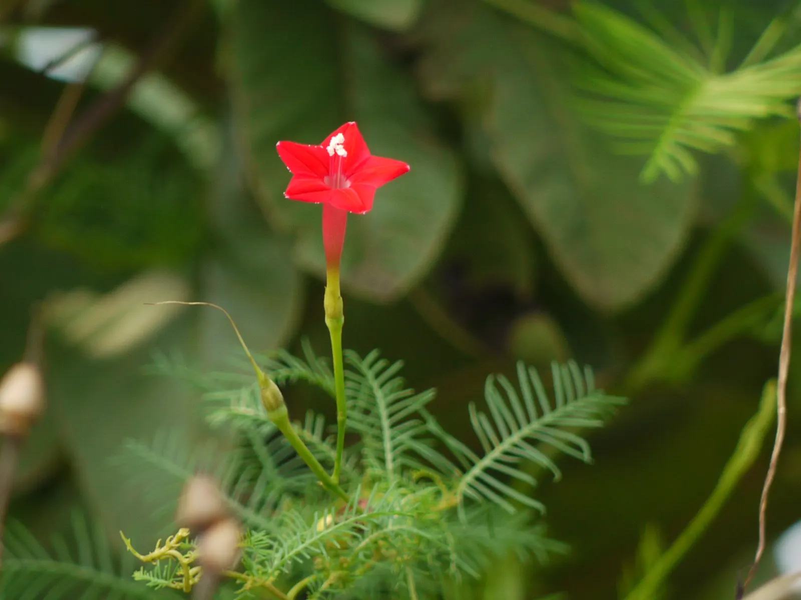 Indian Pinks (Spigelia Marilandica) — These nectar-rich blooms are known for attracting hummingbirds and beneficial pollinators