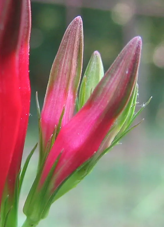 Indian Pinks (Spigelia Marilandica) — Attracts hummingbirds and butterflies, adding dynamic color and ecological value to woodland gardens; these nectar-rich