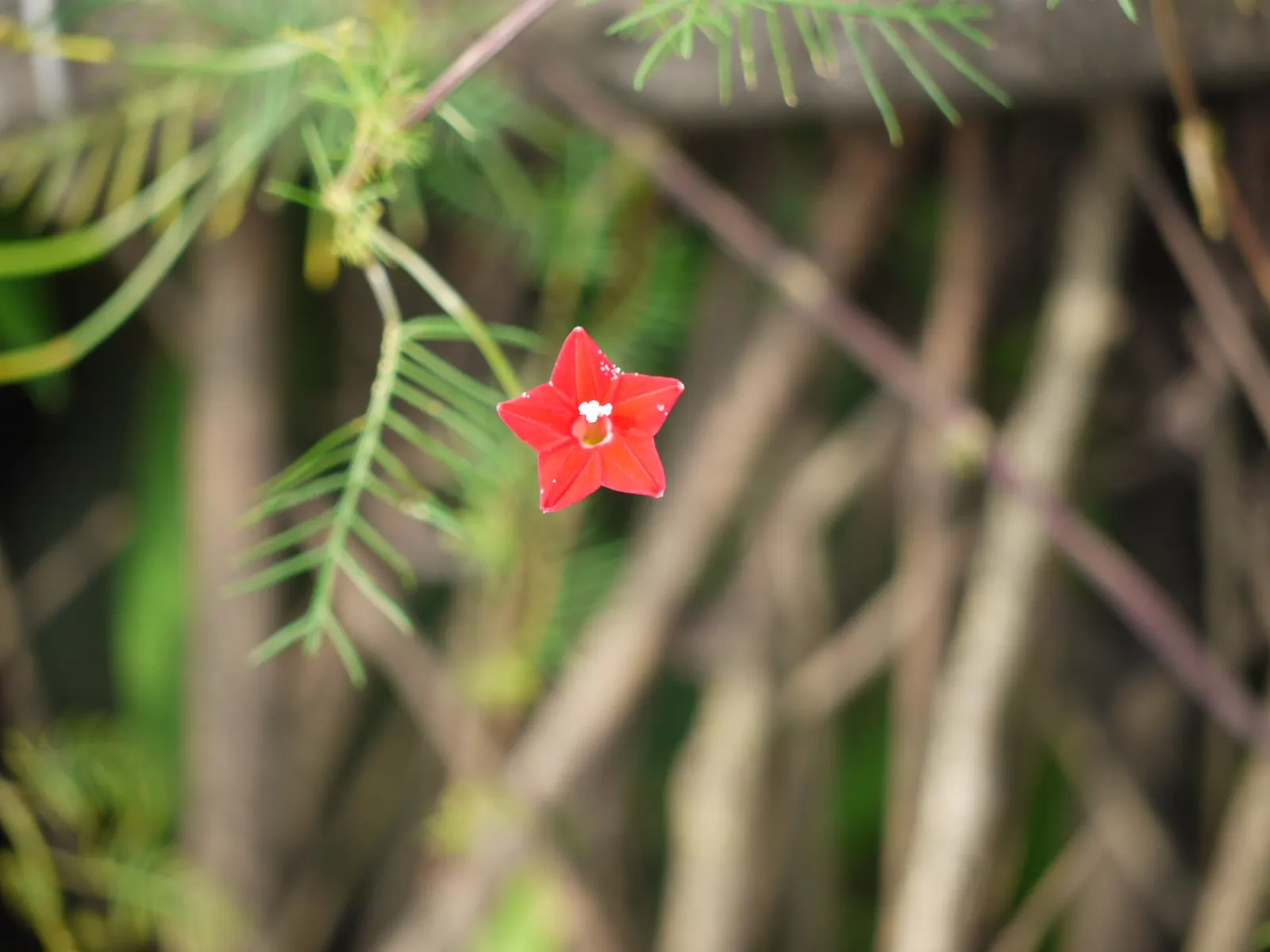 Indian Pinks (Spigelia Marilandica) — Attracts hummingbirds and butterflies, adding dynamic color and ecological value to woodland gardens