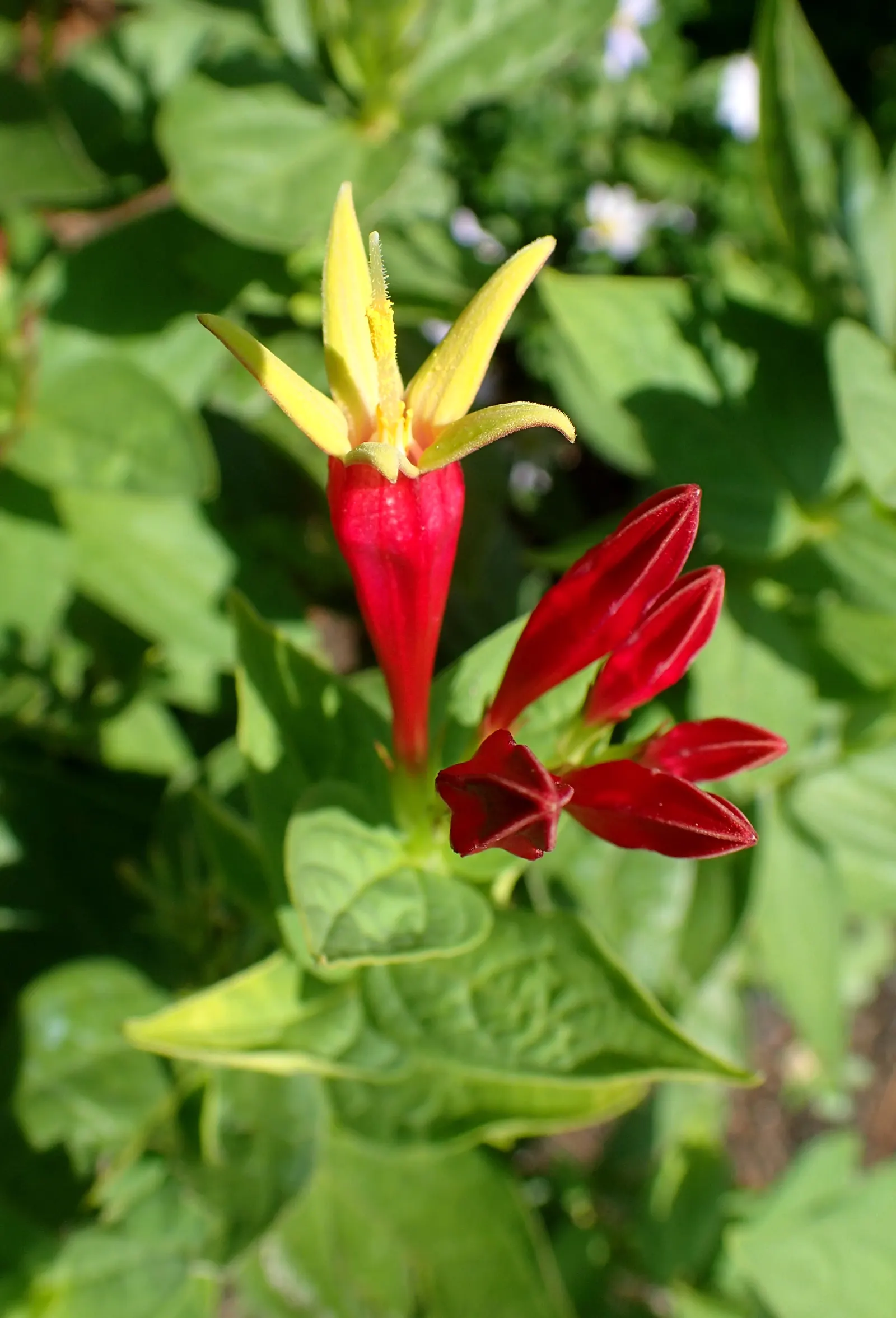 Indian Pinks (Spigelia Marilandica) — It is generally free of major pests and diseases, enhancing its appeal for low-maintenance landscapes, image 68