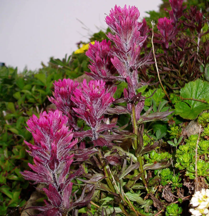 Indian Pinks (Spigelia Marilandica) — It features brilliant red tubular flowers with yellow throats, blooming in early summer; is well-suited for, image 74