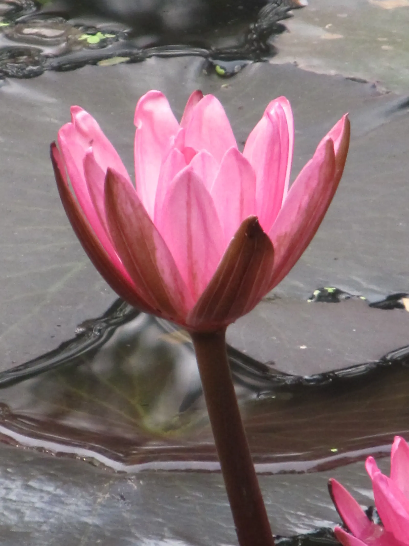 Indian Pinks (Spigelia Marilandica) — herbaceous perennial valued for its striking display of tubular flowers; well-drained soil and can be planted, image 56