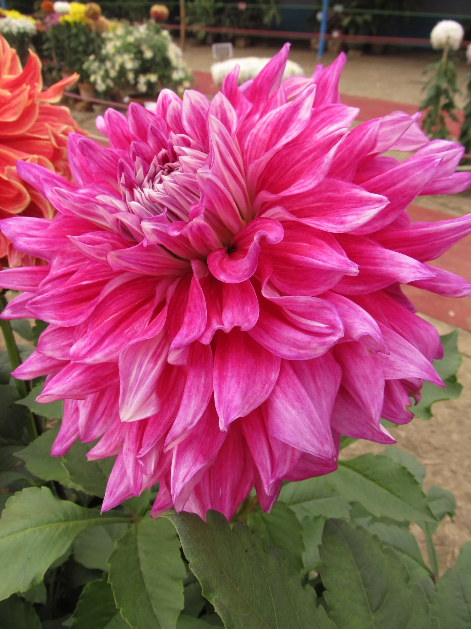 Indian Pinks (Spigelia Marilandica) — particularly prevalent in the southeastern United States; though it flourishes in dappled sunlight, image 58