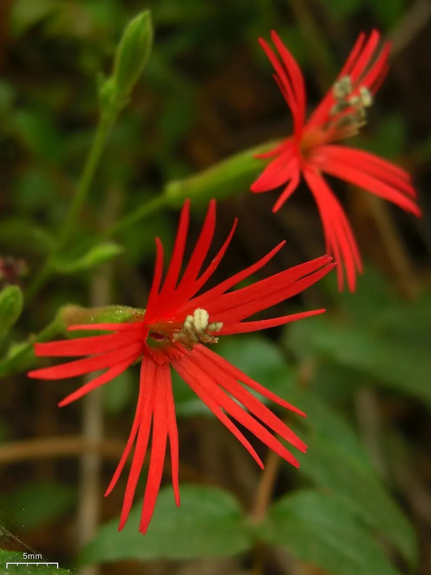 Indian Pinks (Spigelia Marilandica) — well-drained soil and can be planted in USDA zones 5-9; herbaceous perennial valued for its striking display, image 77