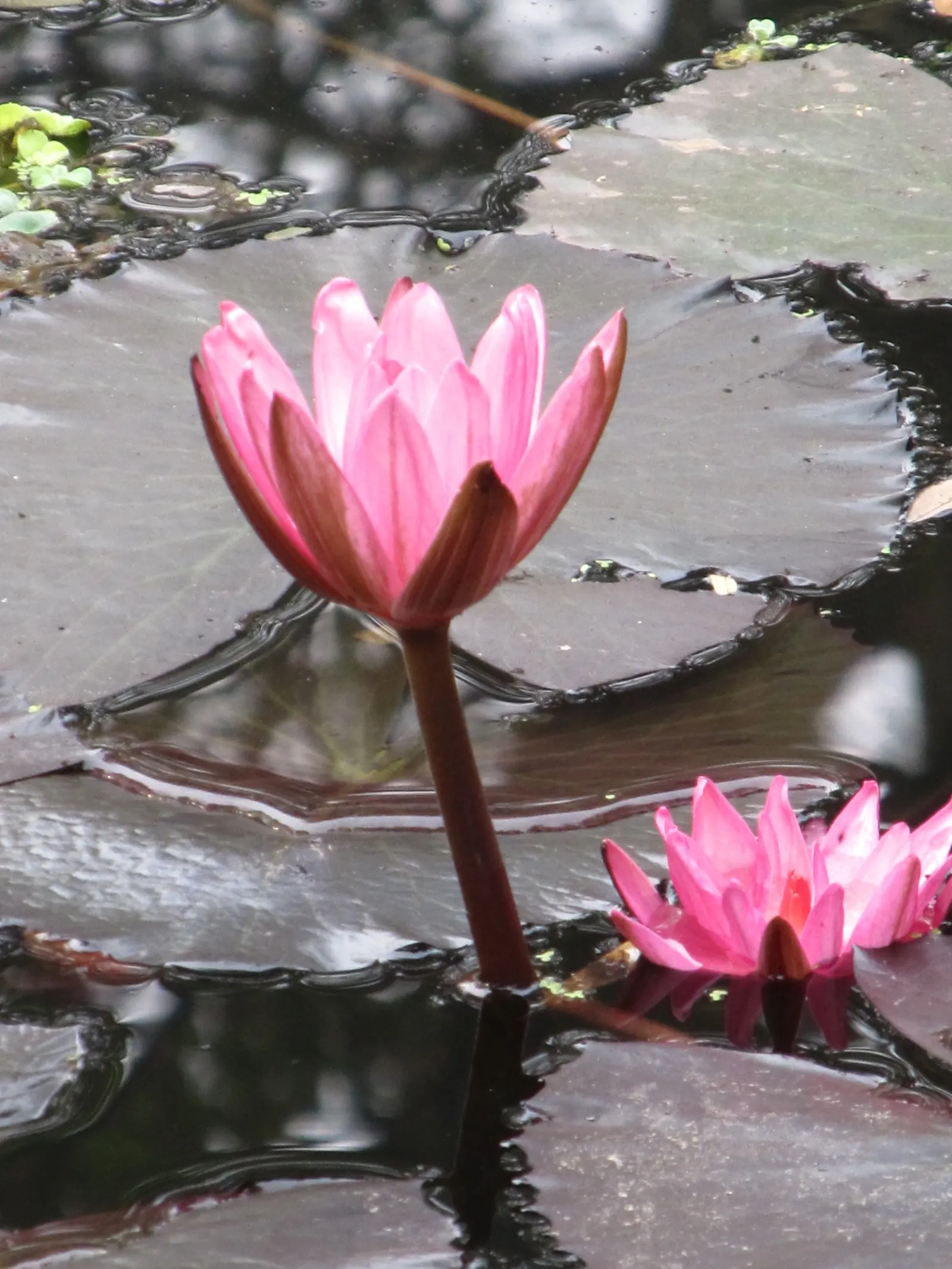 Indian Pinks (Spigelia Marilandica) — particularly prevalent in the southeastern United States; though it flourishes in dappled sunlight
