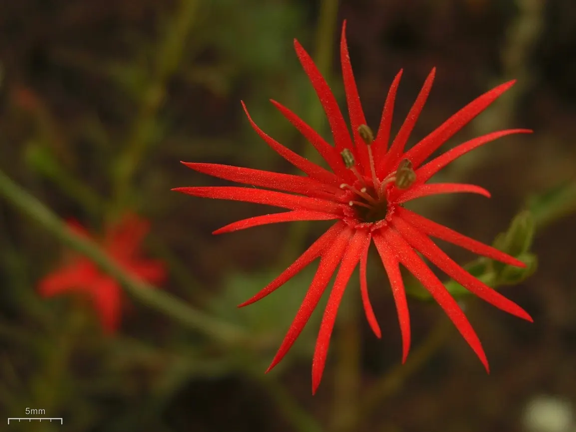 Indian Pinks (Spigelia Marilandica) — Indian Pink also resists deer, making it a helpful choice for areas prone to wildlife browsing; perennial for, image 69