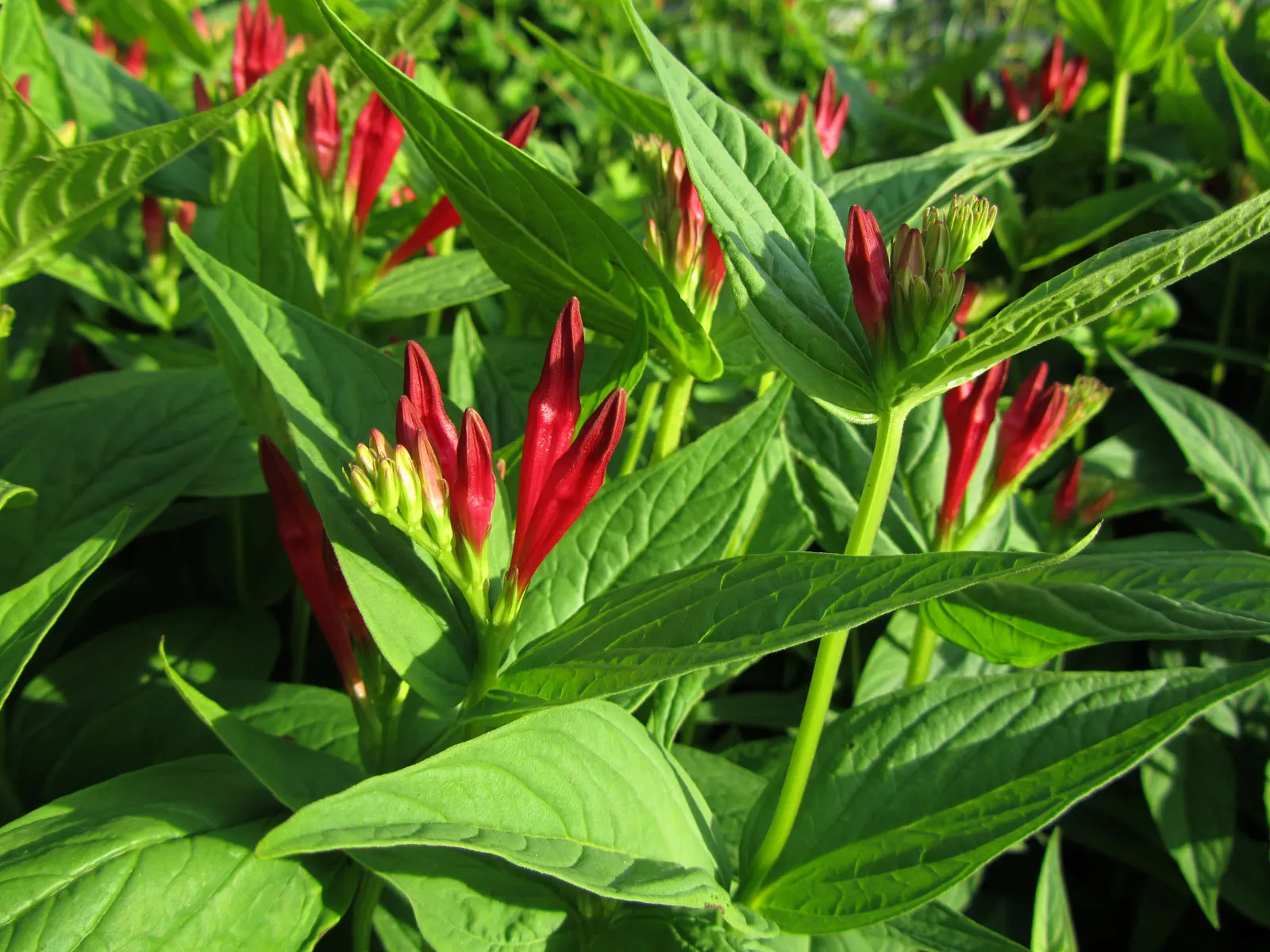 Indian Pinks (Spigelia Marilandica) — well-drained soil and can be planted in USDA zones 5-9