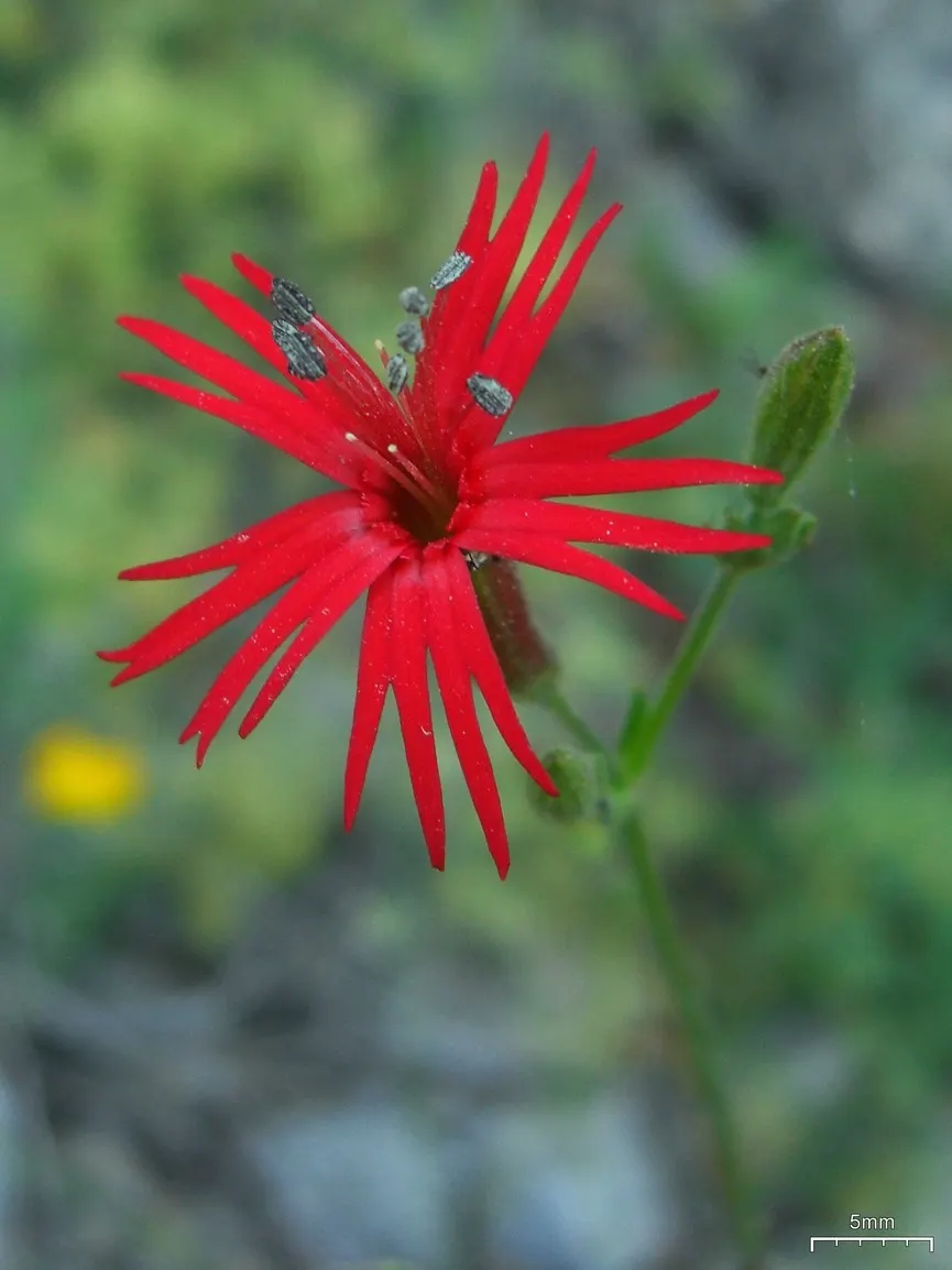 Indian Pinks (Spigelia Marilandica) — These nectar-rich blooms are known for attracting hummingbirds and beneficial pollinators; attracts hummingbirds and